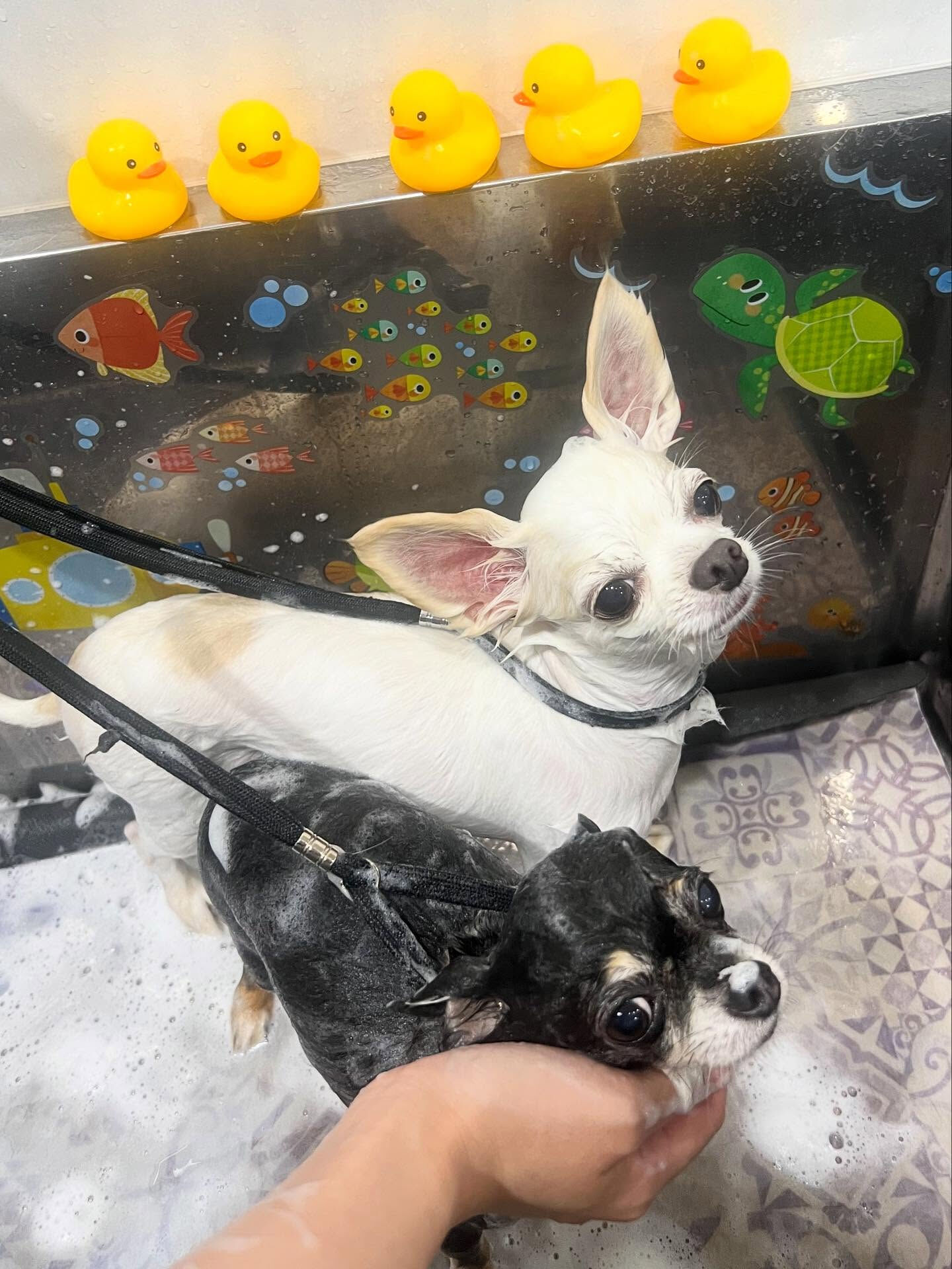 ご来店いただいたカイちゃんです🐶✨