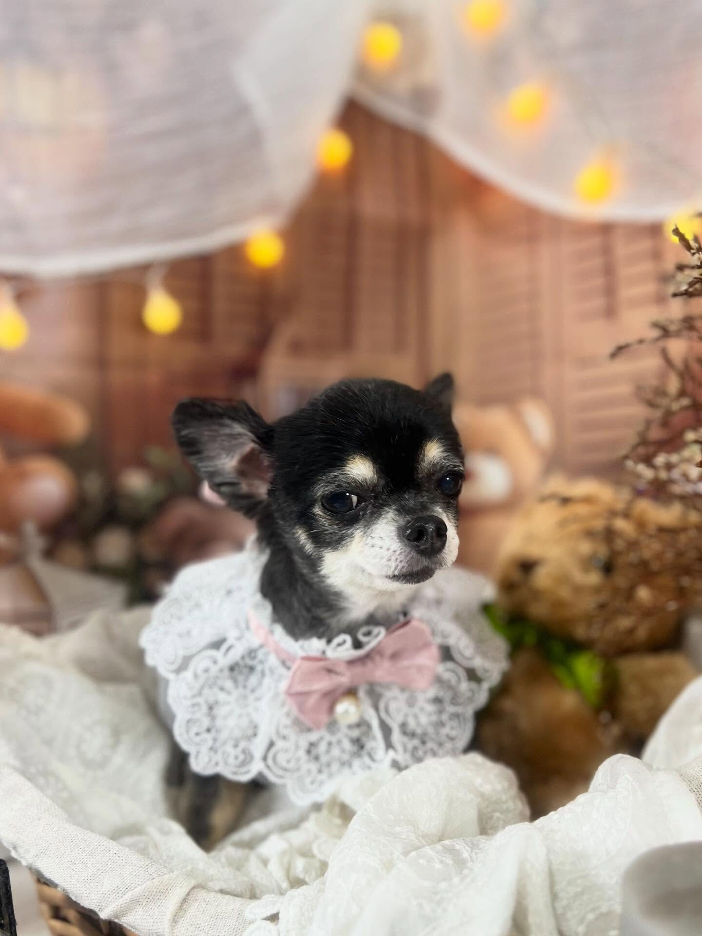 ご来店いただいたカイちゃんです🐶✨