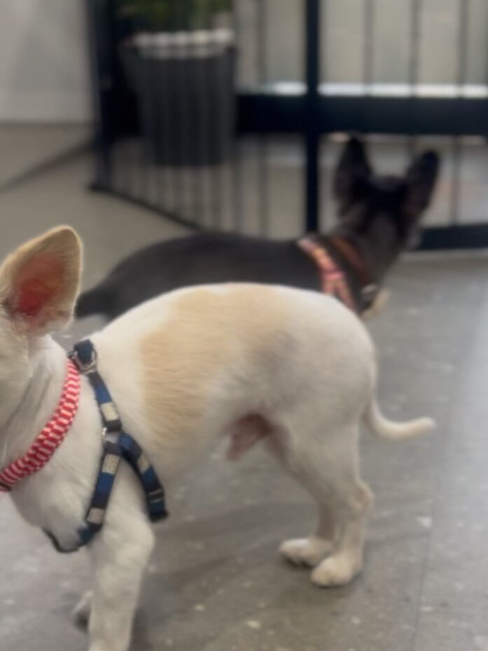 ご来店いただいたカイちゃんです🐶✨