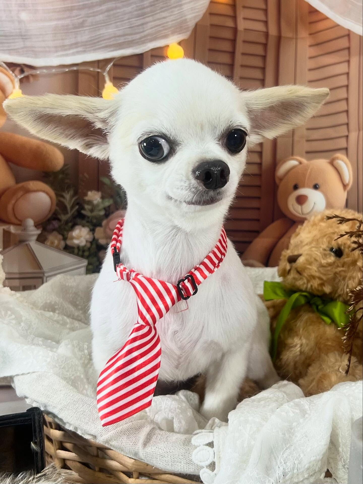 ご来店いただいたリンくんです🐶✨
