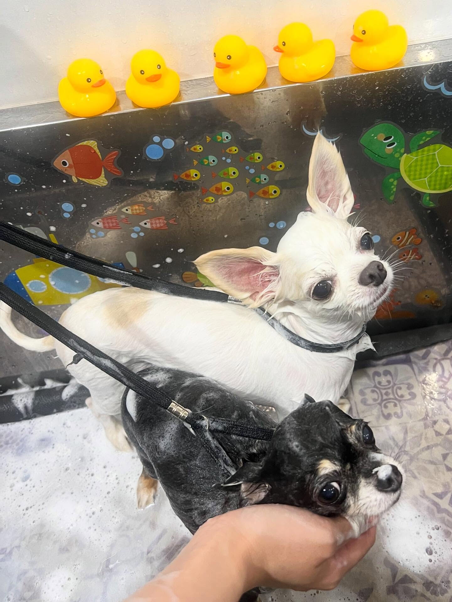 ご来店いただいたリンくんです🐶✨