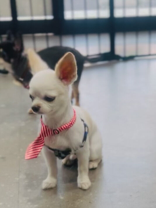ご来店いただいたリンくんです🐶✨