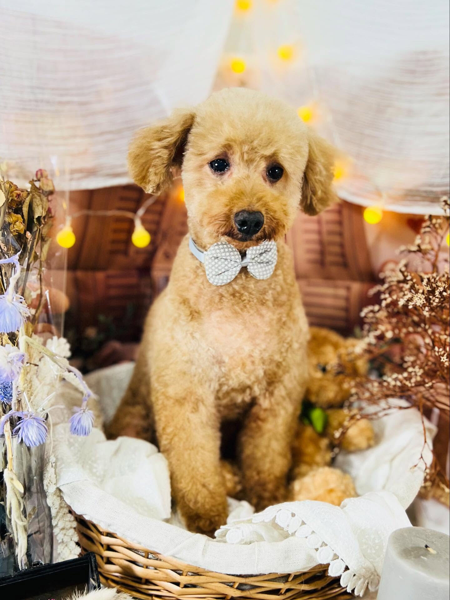 ご来店いただいたりりむちゃんです🐶✨