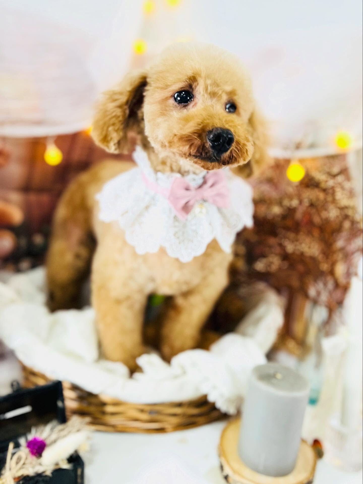 ご来店いただいたりりむちゃんです🐶✨