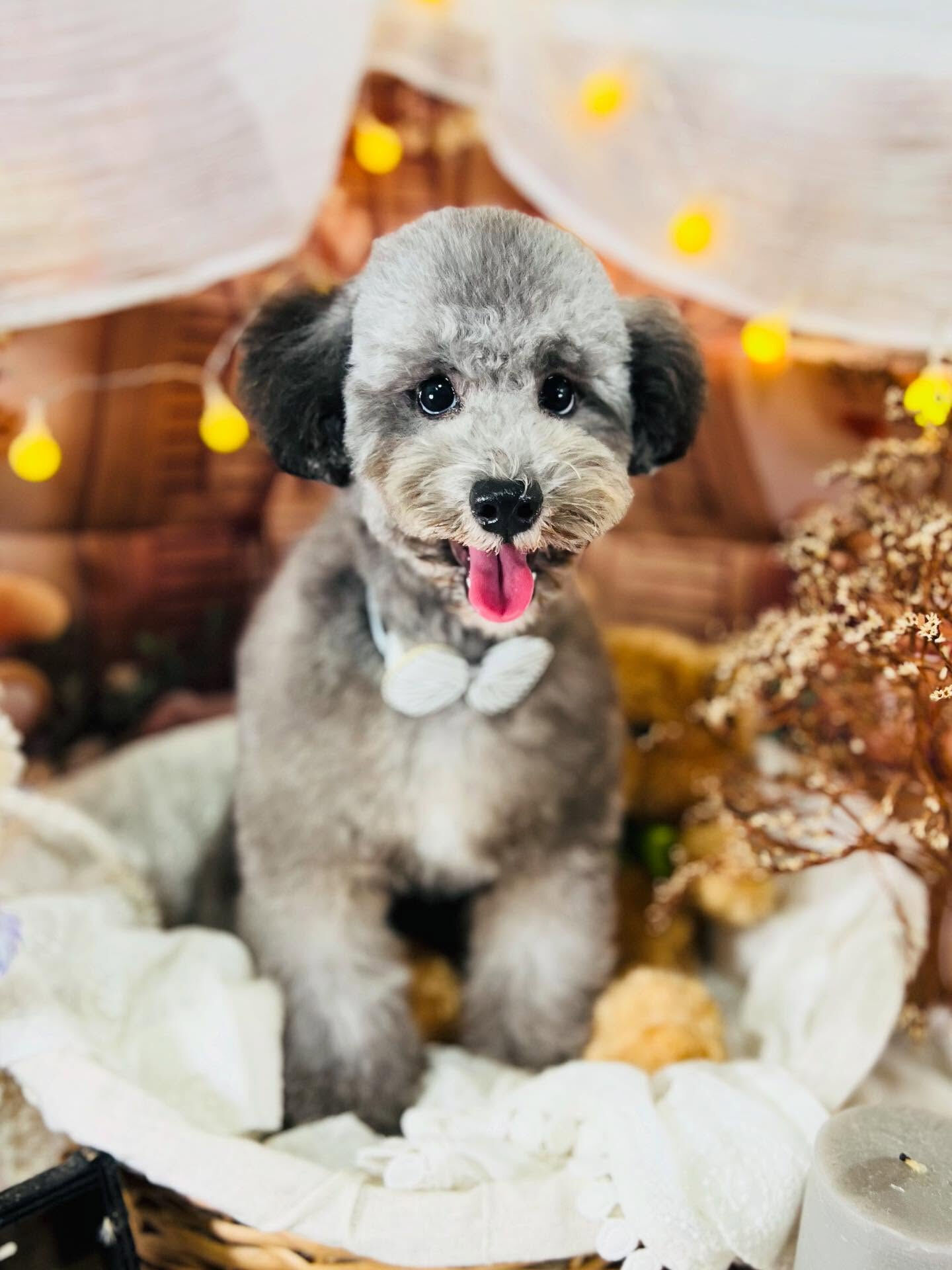 ご来店いただいたくろすけくんです🐶✨