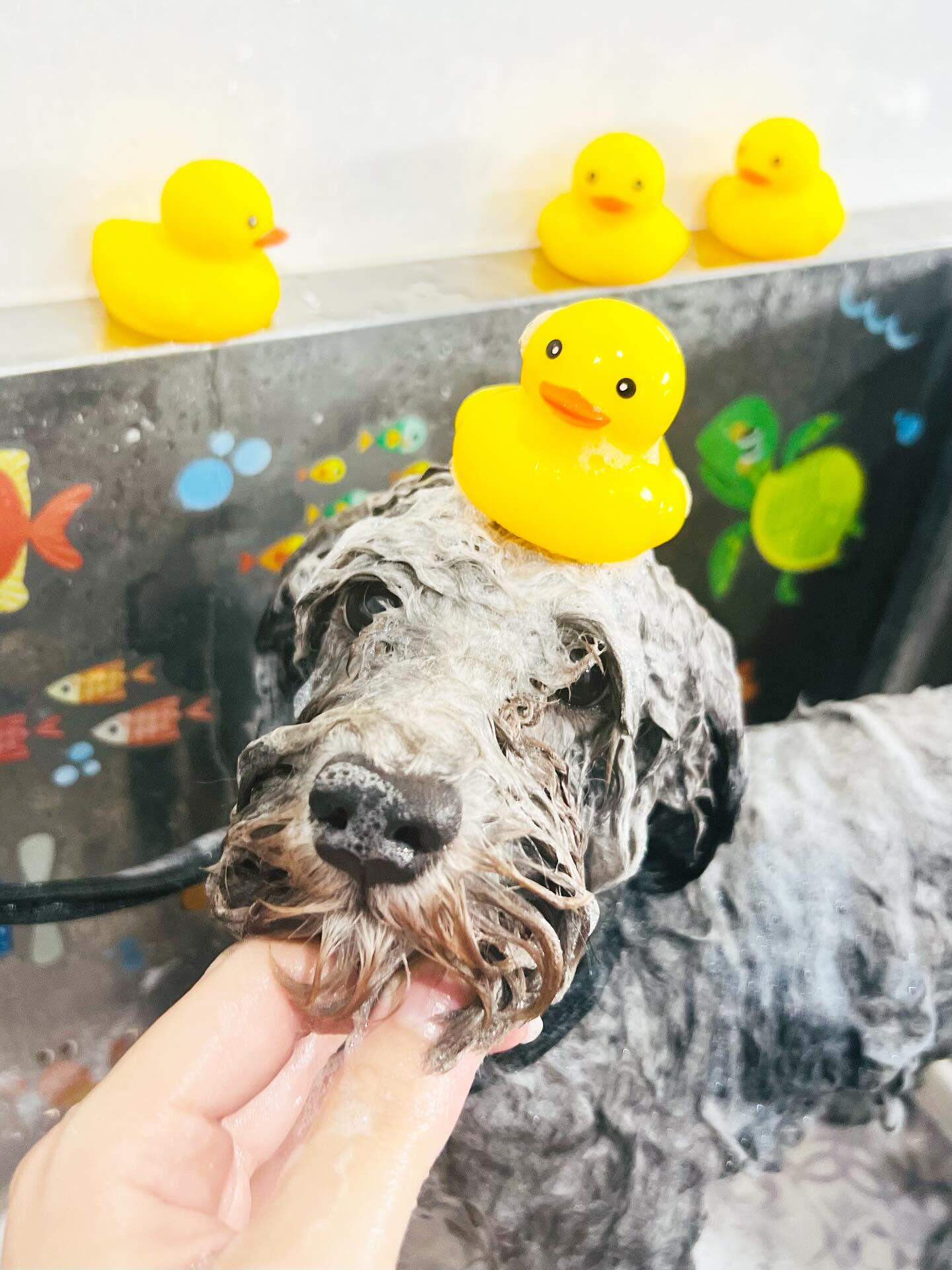 ご来店いただいたくろすけくんです🐶✨