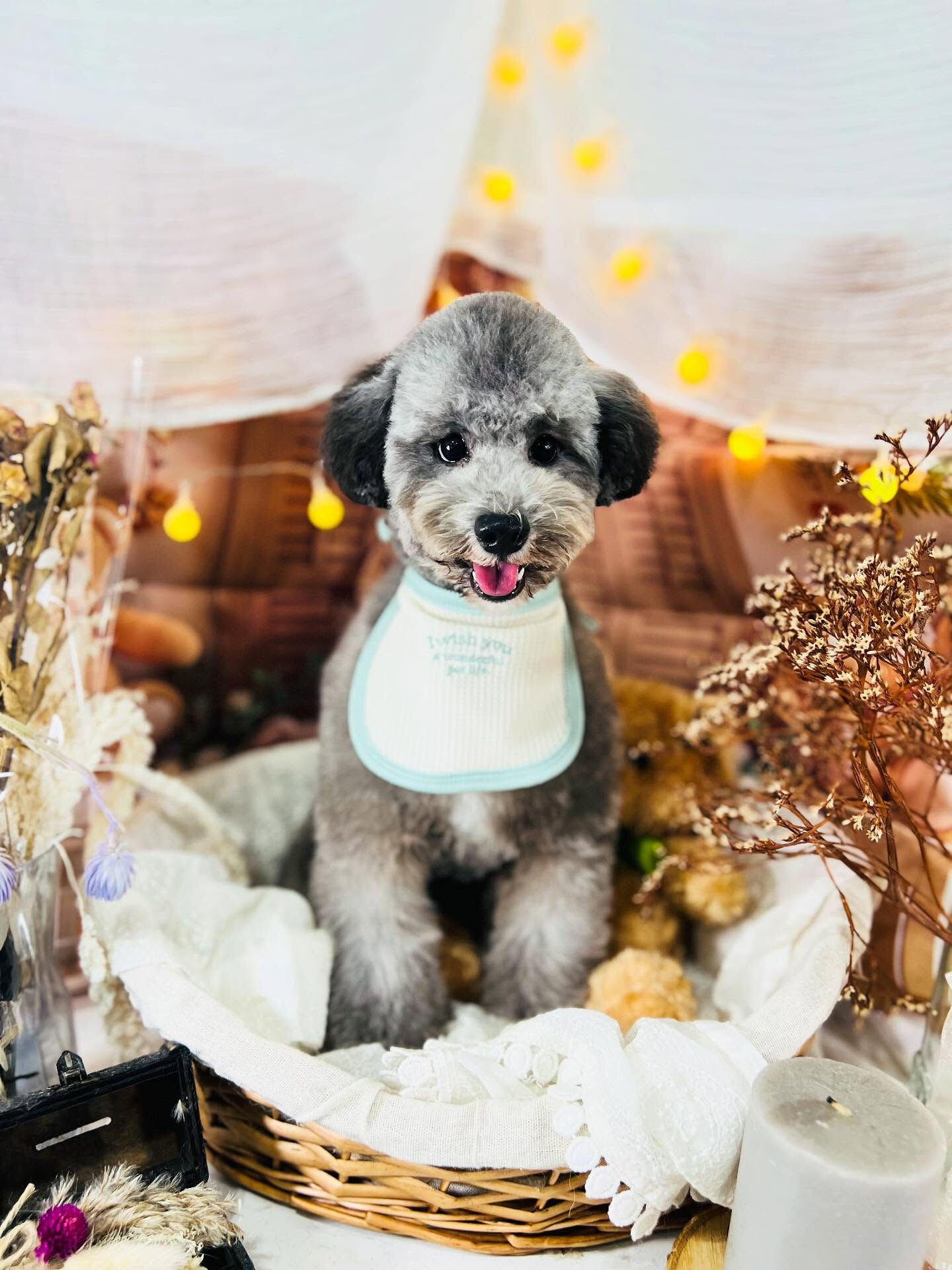 ご来店いただいたくろすけくんです🐶✨