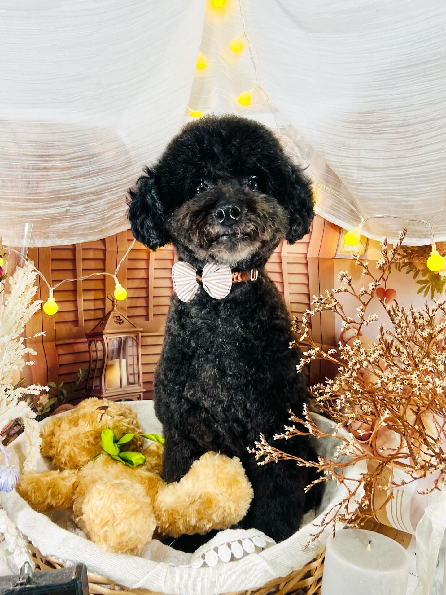 ご来店いただいたもちゃくんです🐶✨