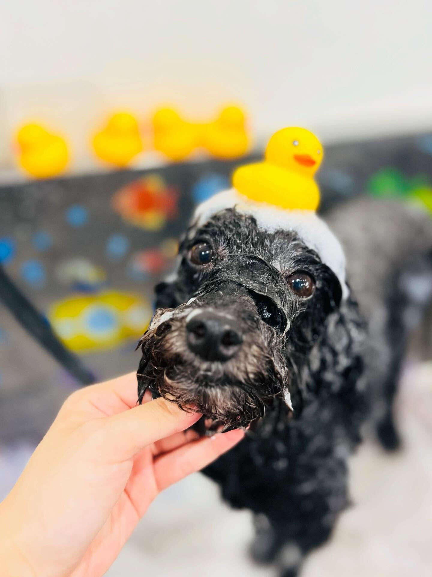 ご来店いただいたもちゃくんです🐶✨