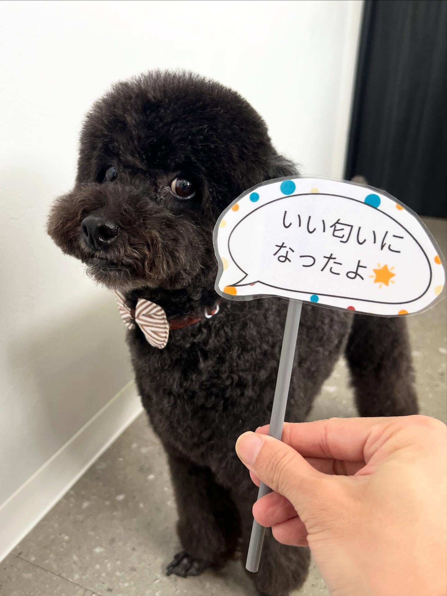 ご来店いただいたもちゃくんです🐶✨