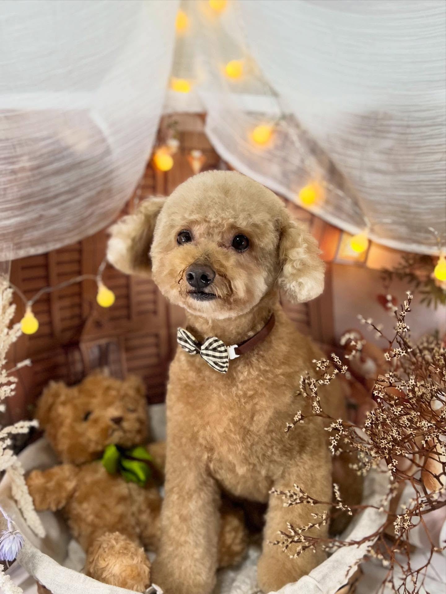 ご来店いただいたぽこくんです🐶✨