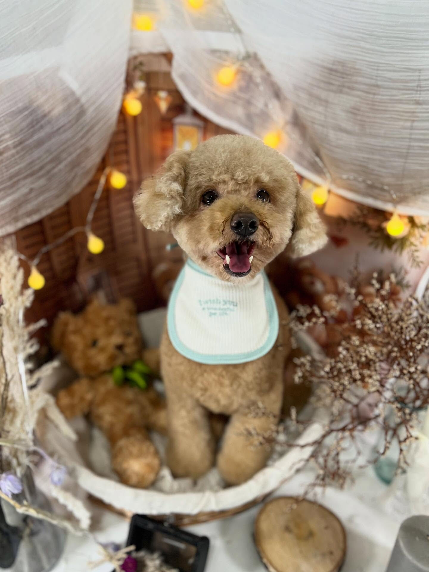 ご来店いただいたぽこくんです🐶✨