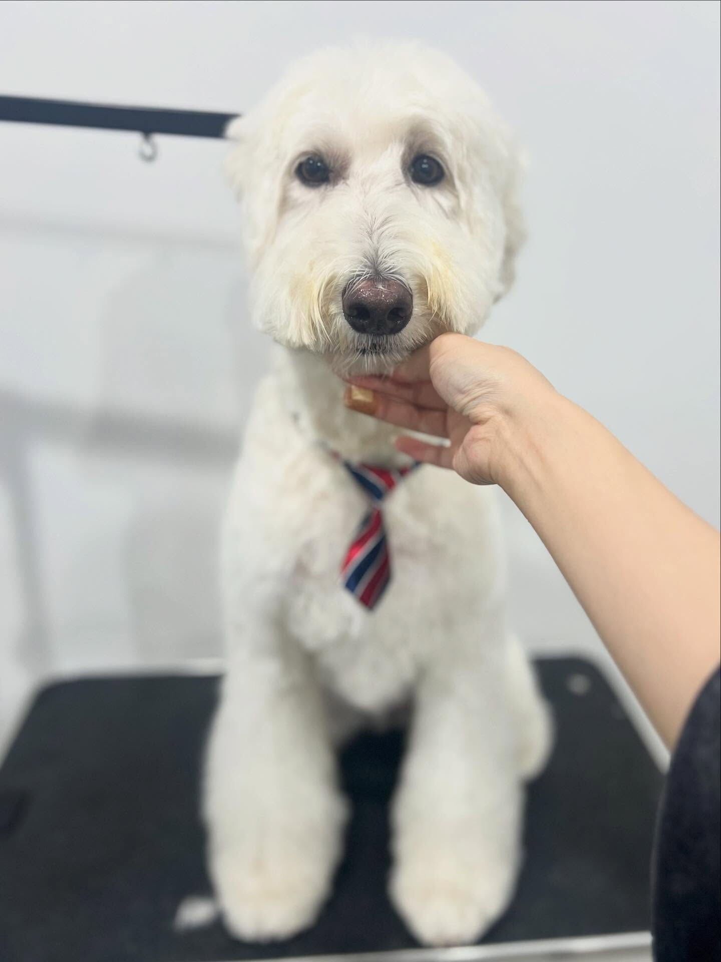 ご来店いただいたmocoちゃんです🐶✨