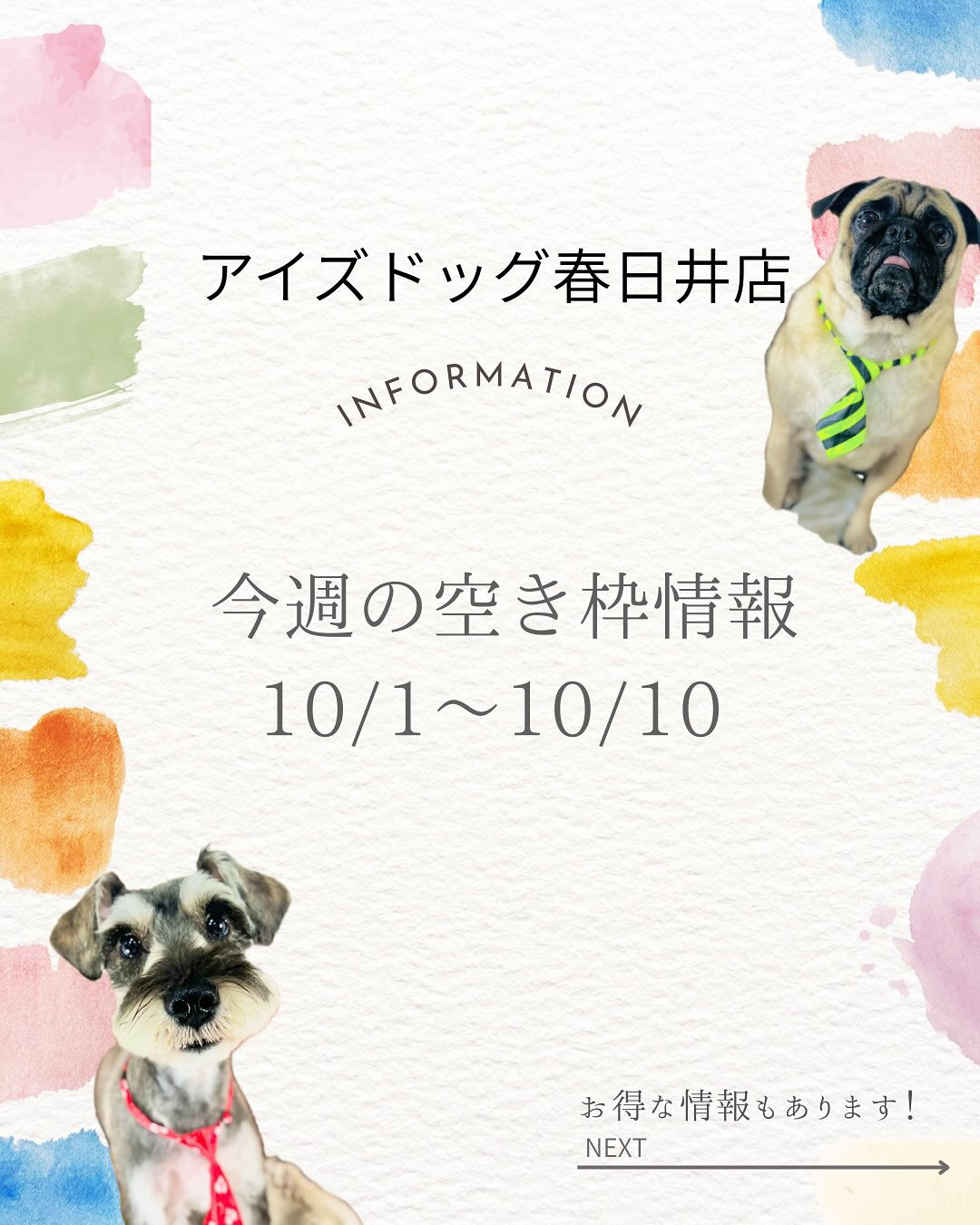 🐶✨【アイズドッグ春日井店】✨🐶