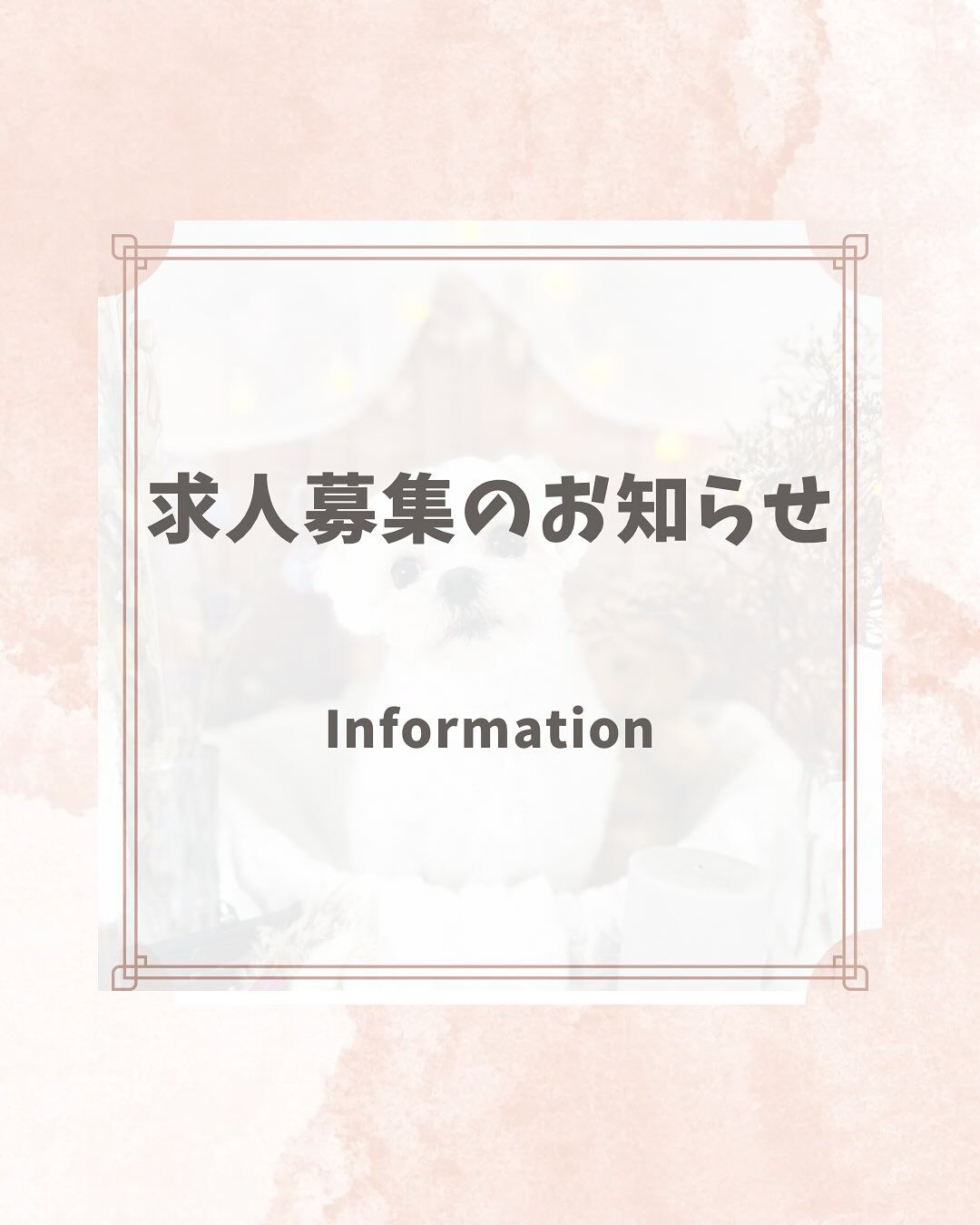 🐶✨【アイズドッグ春日井店】✨🐶