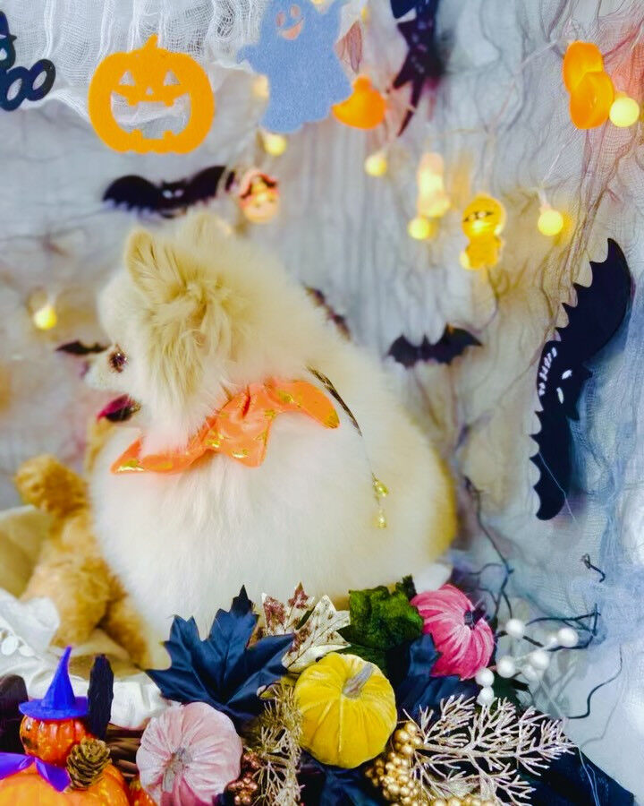 🎃10月限定👻ハロウィンフォトブース登場🎃
