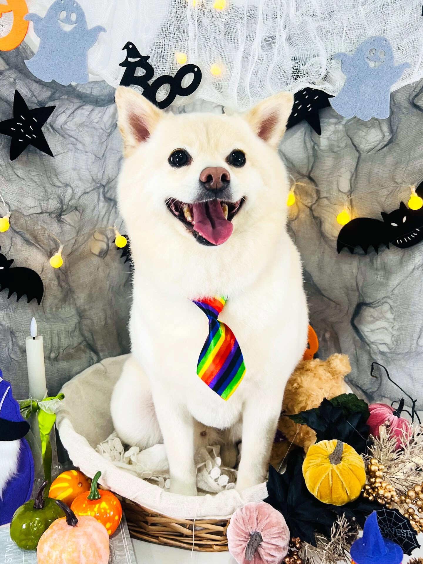 ご来店いただいたコハクくんです🐶✨
