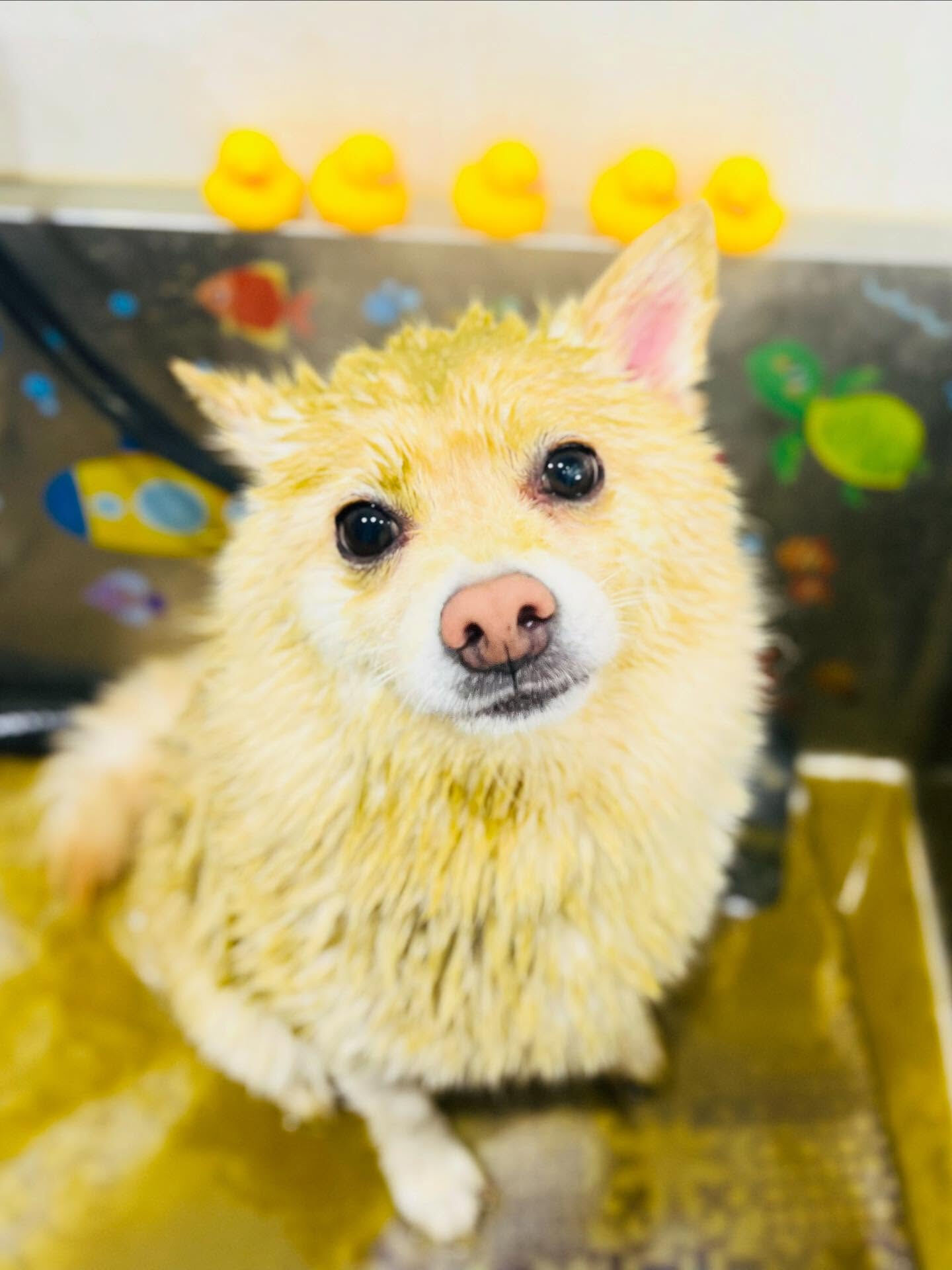 ご来店いただいたコハクくんです🐶✨