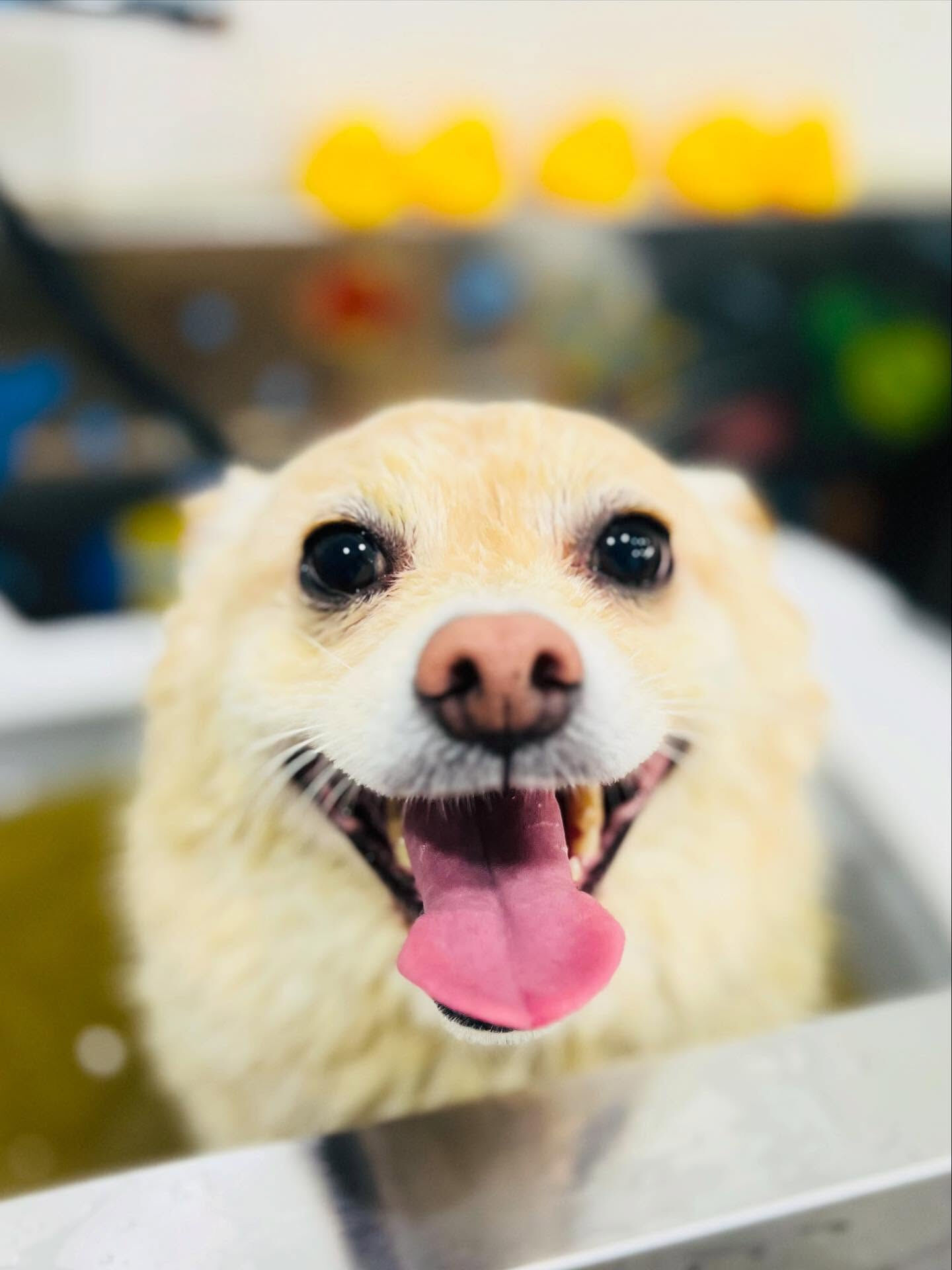 ご来店いただいたコハクくんです🐶✨