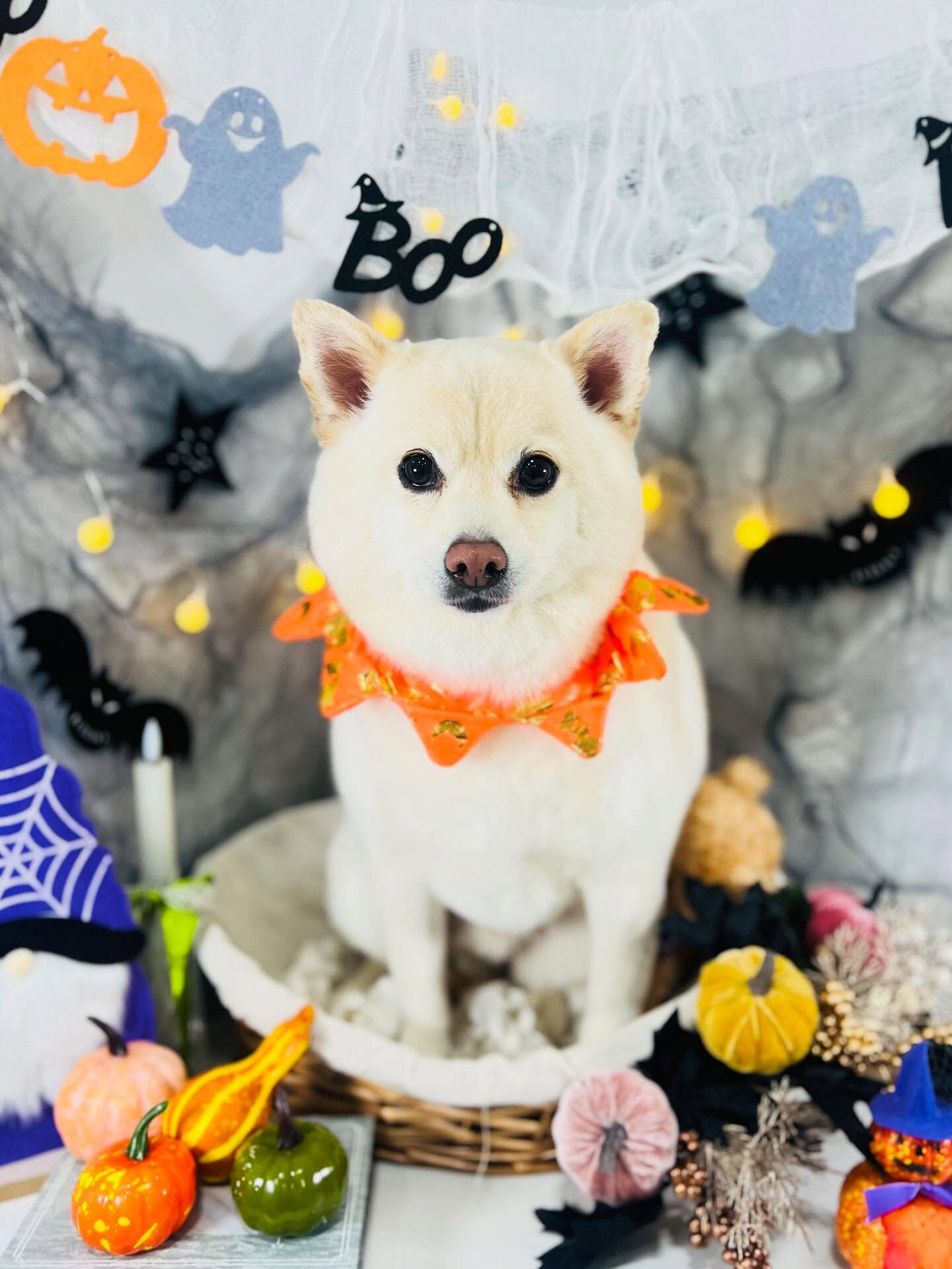 ご来店いただいたコハクくんです🐶✨