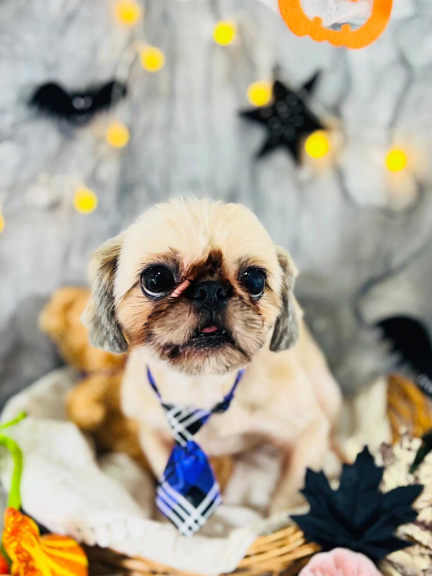 ご来店いただいた文くんです🐶✨