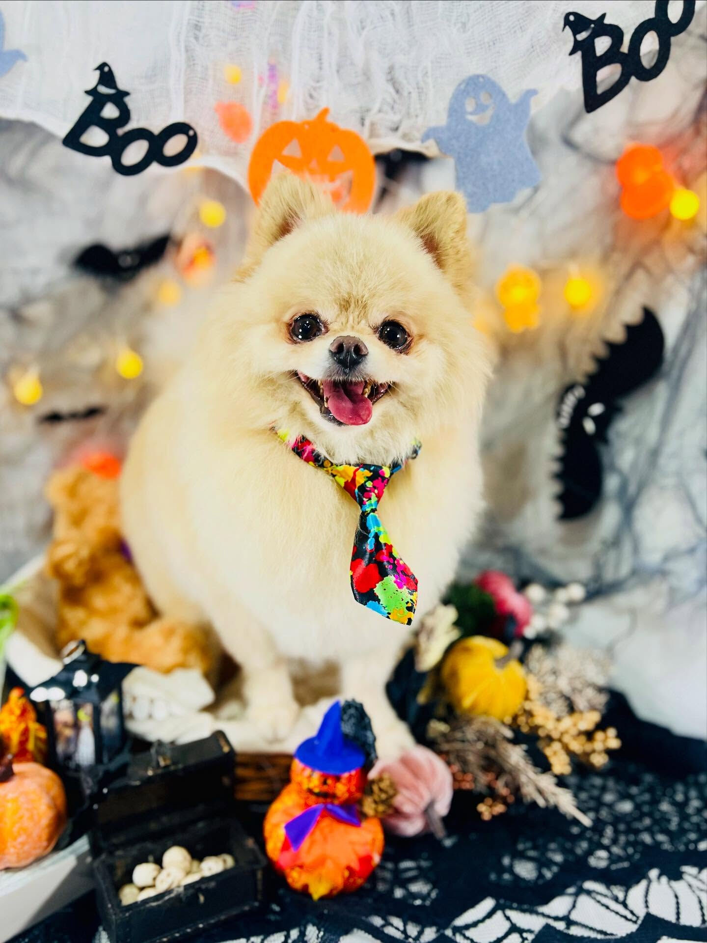 ご来店いただいたましろくんです🐶✨
