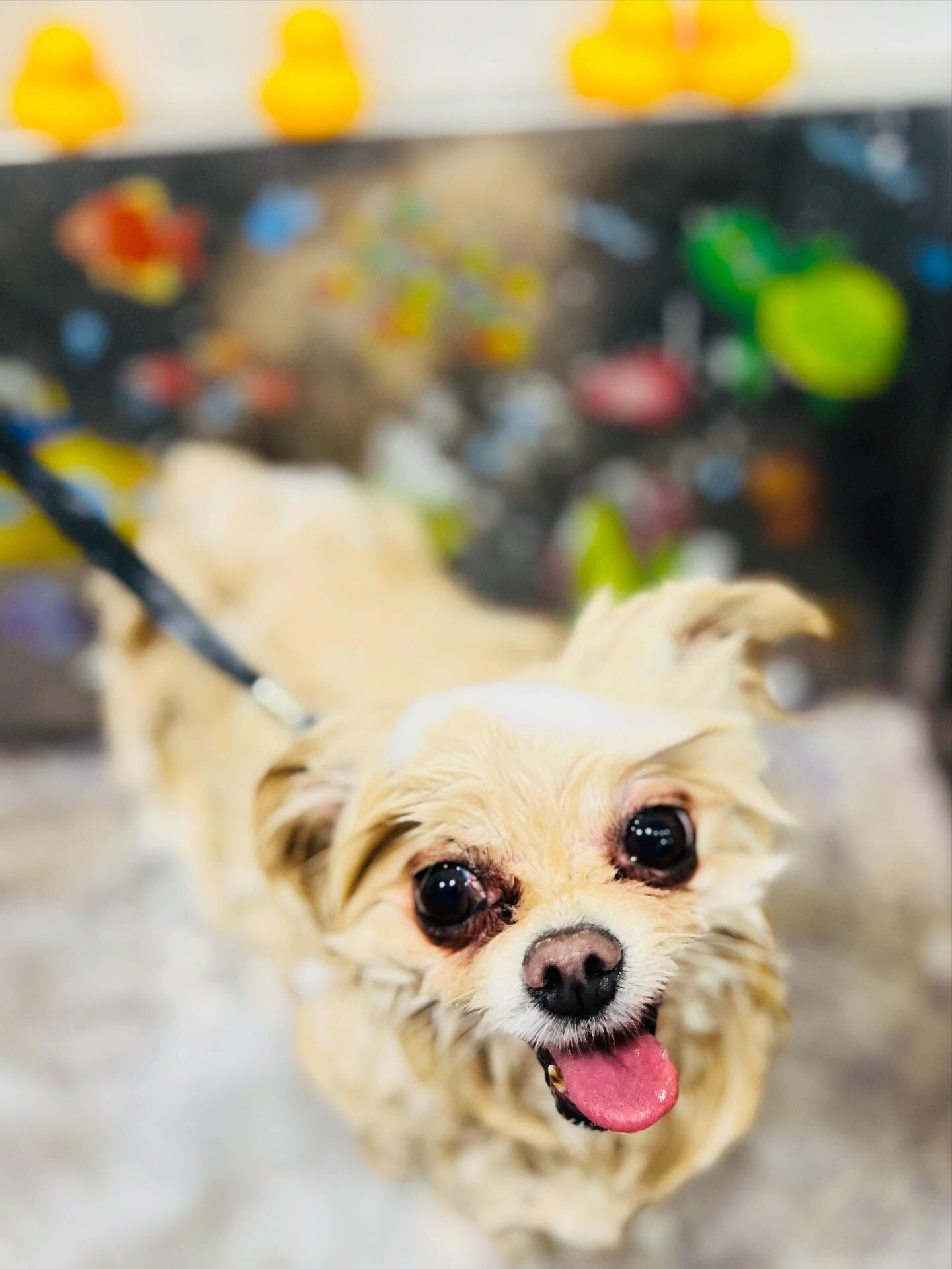 ご来店いただいたましろくんです🐶✨