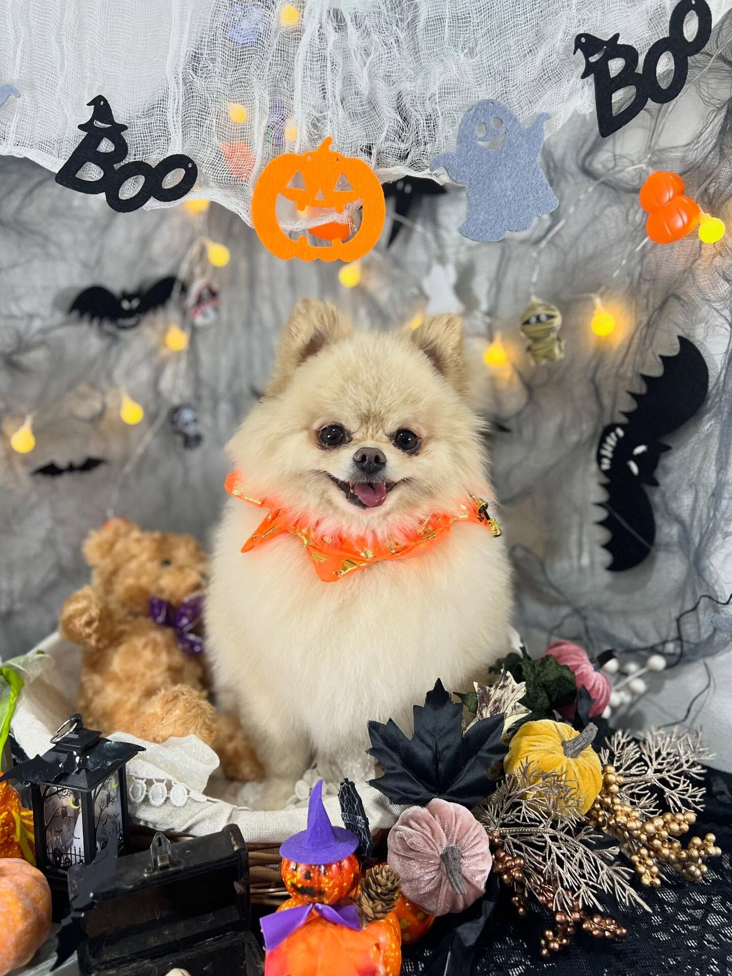 ご来店いただいたましろくんです🐶✨