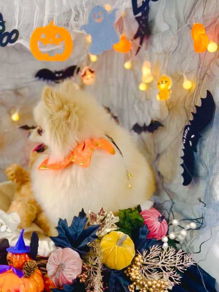 ご来店いただいたましろくんです🐶✨