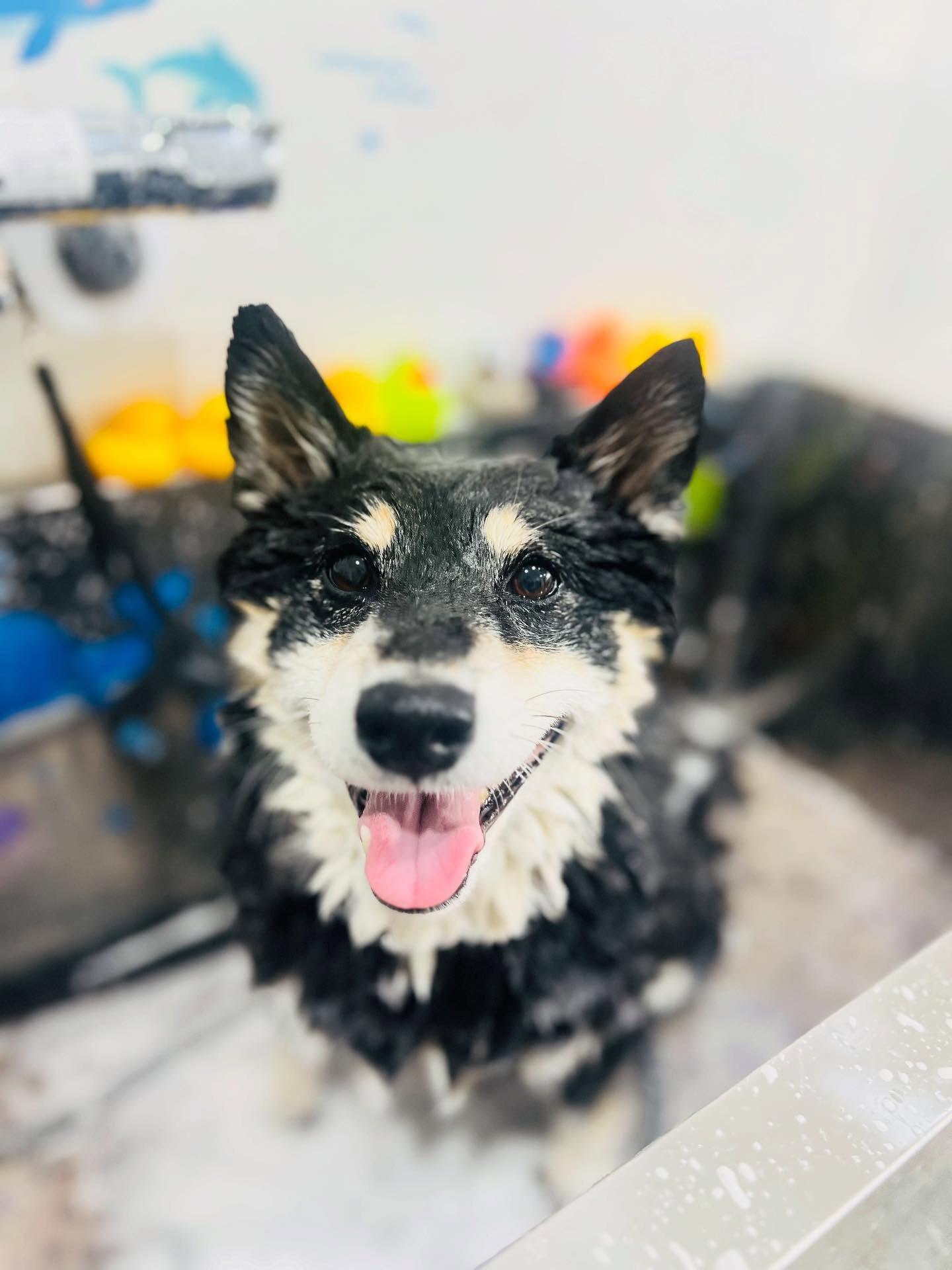 ご来店いただいたしじみちゃんです🐶✨