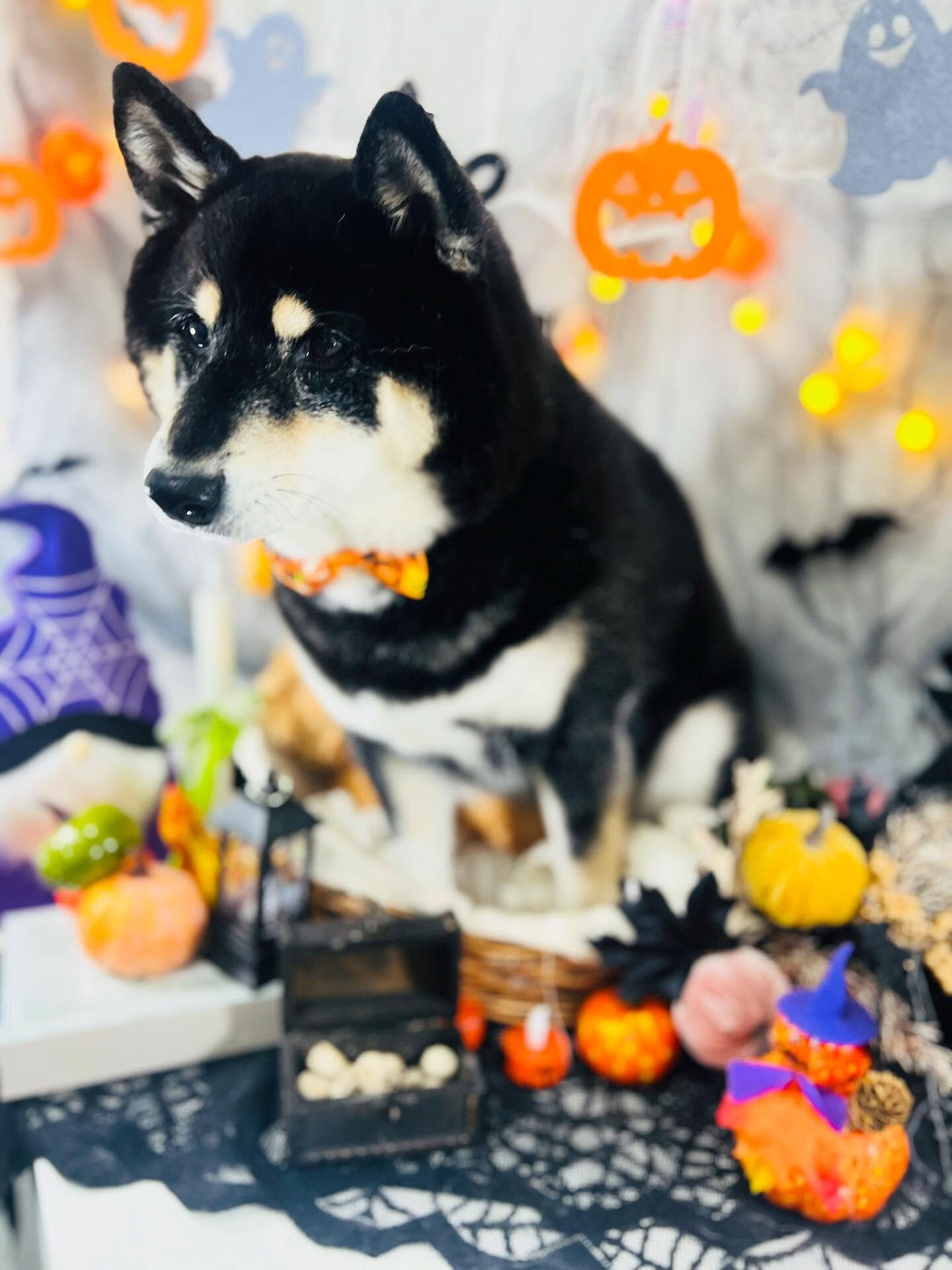 ご来店いただいたしじみちゃんです🐶✨