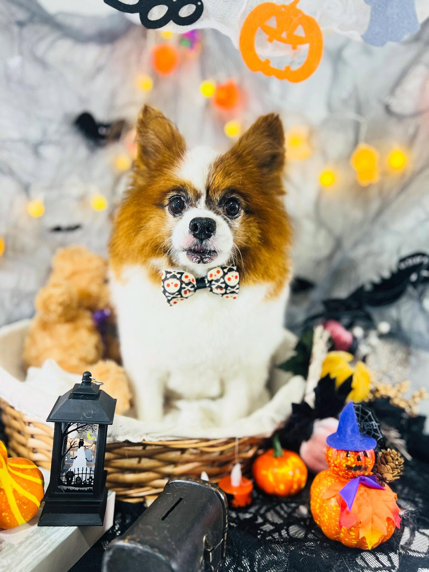 ご来店いただいたピュアくんです🐶✨