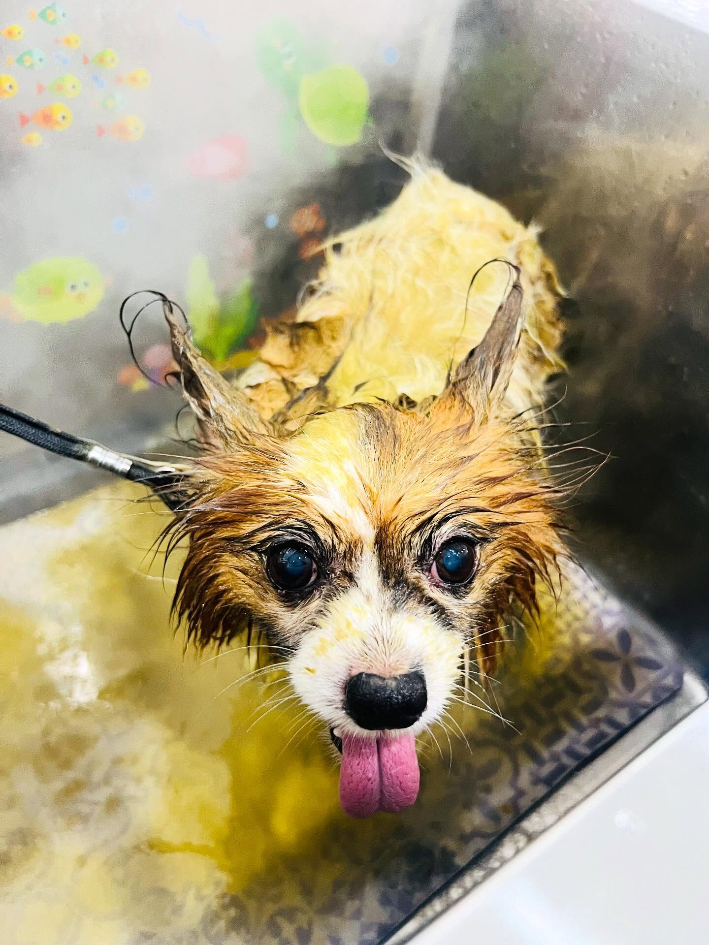 ご来店いただいたピュアくんです🐶✨