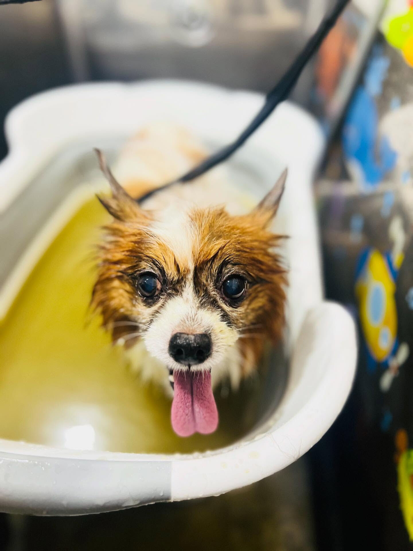 ご来店いただいたピュアくんです🐶✨