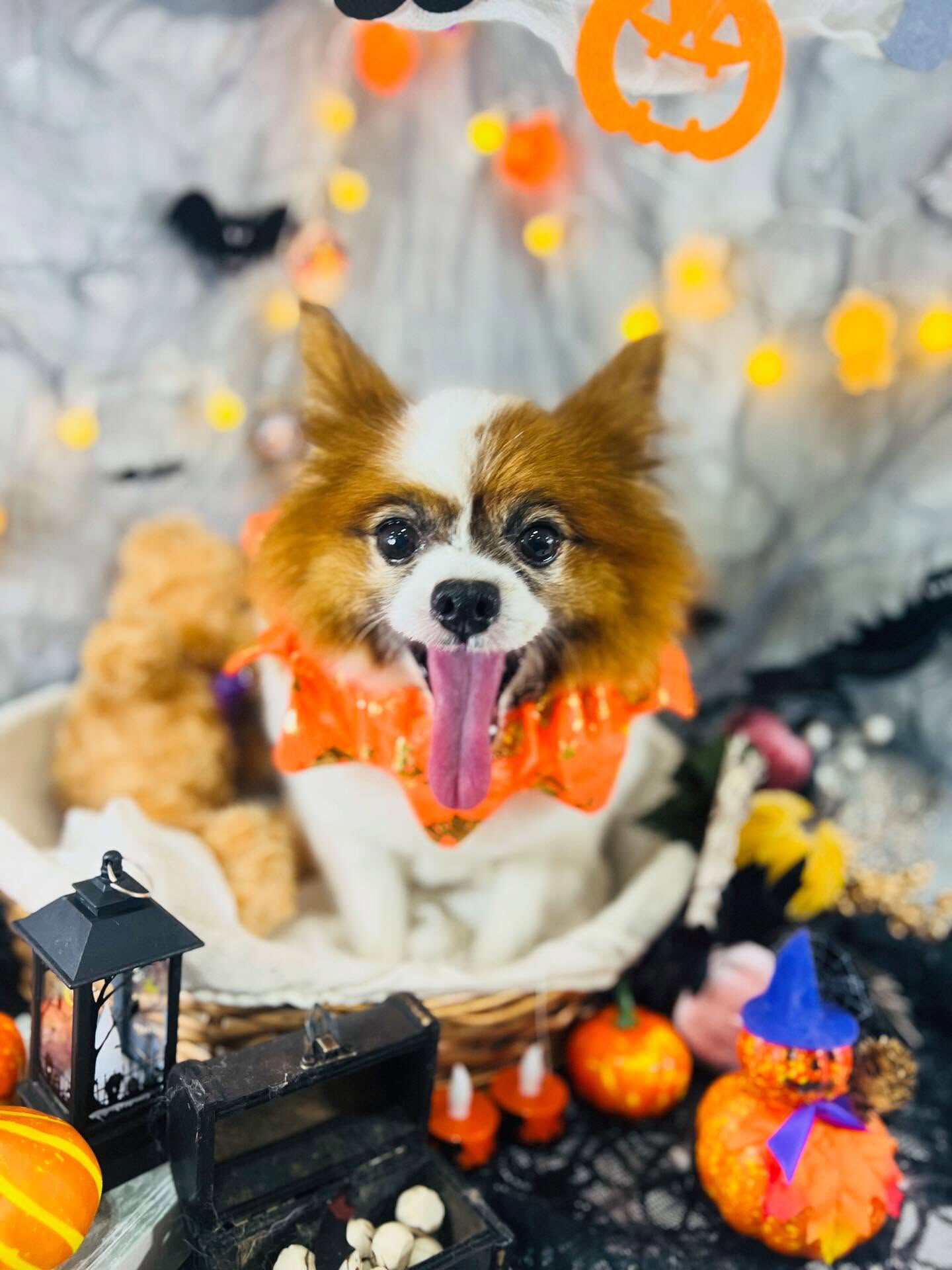 ご来店いただいたピュアくんです🐶✨