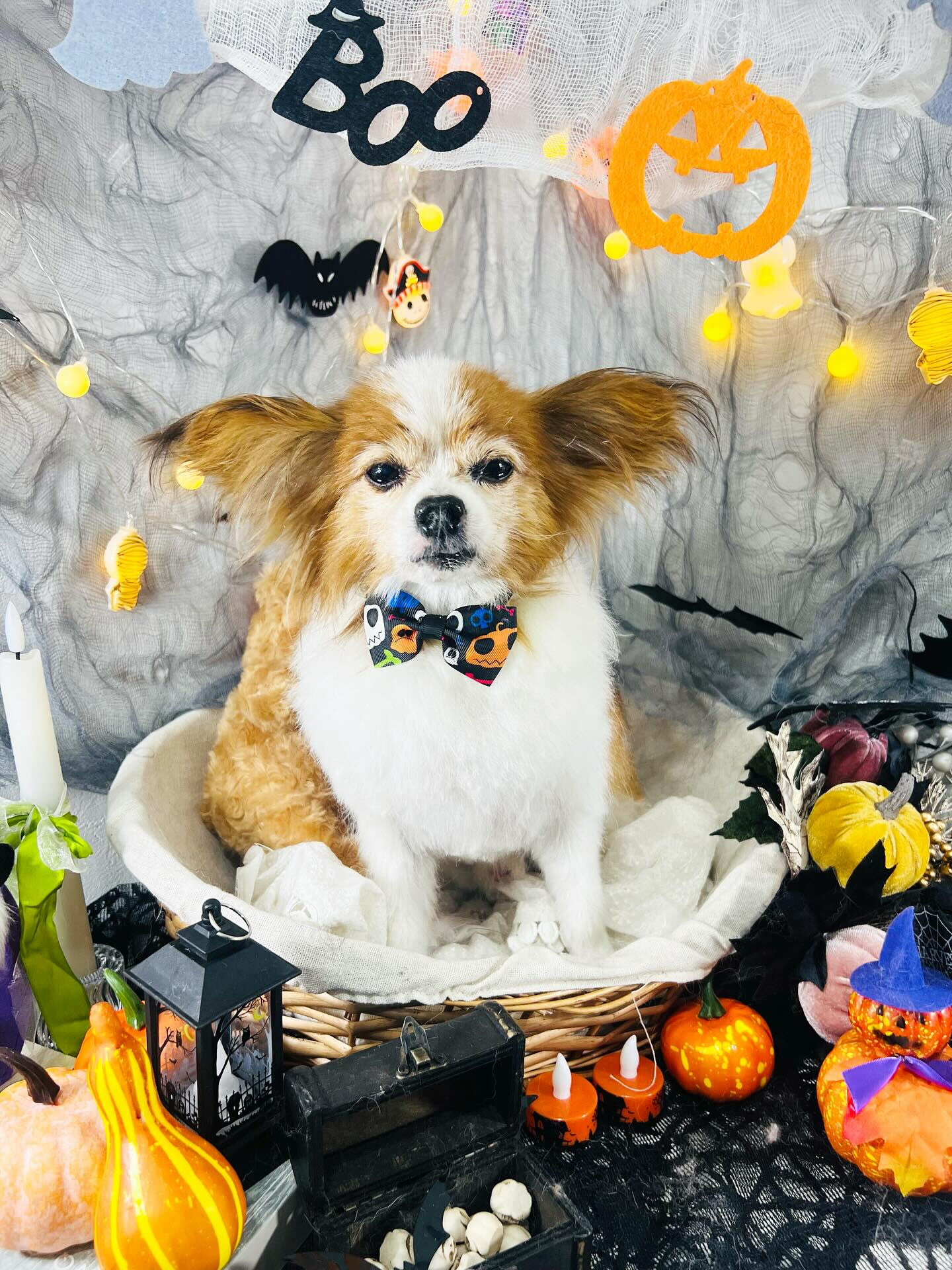 ご来店いただいたシャイくんです🐶✨