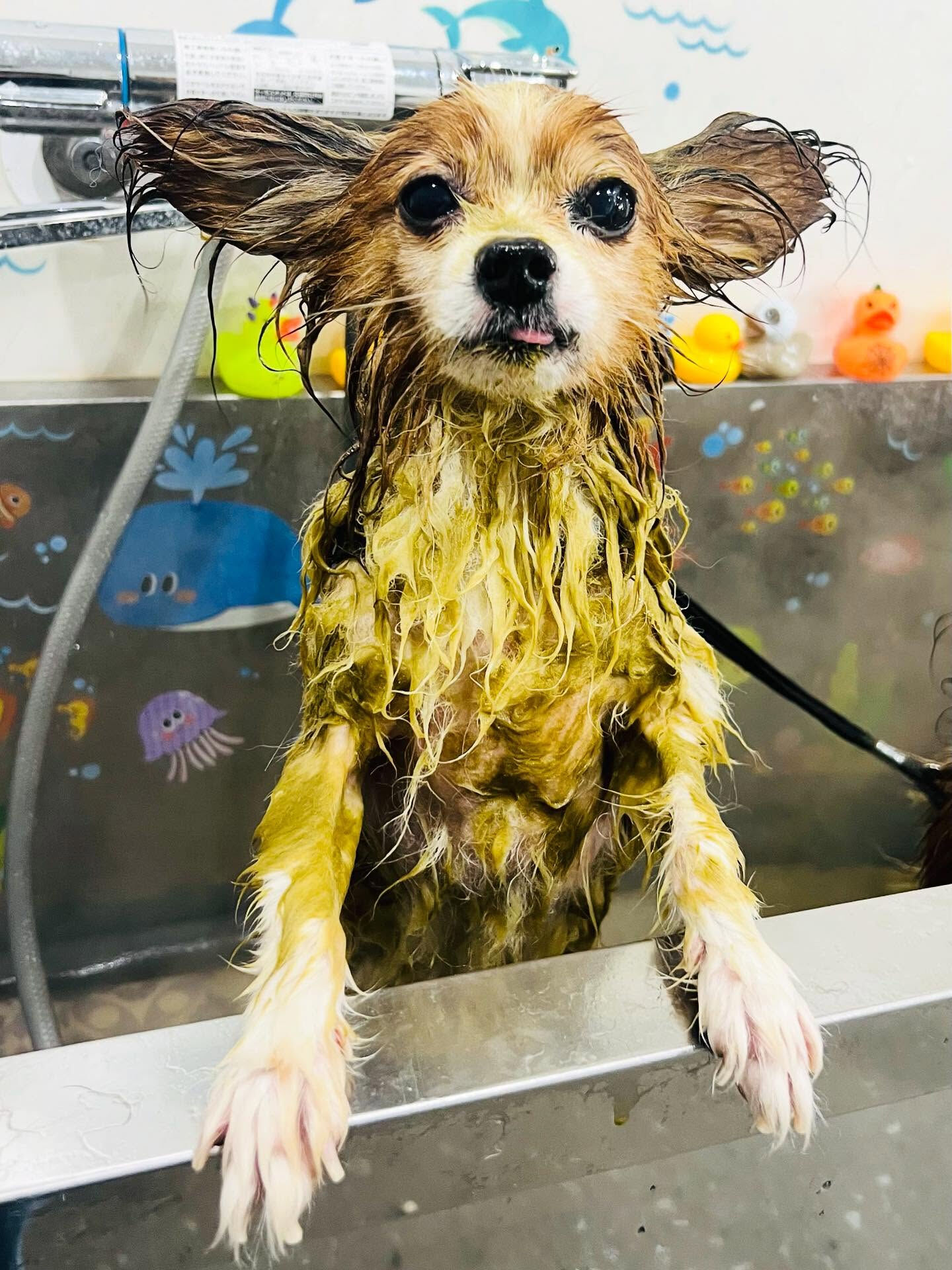 ご来店いただいたシャイくんです🐶✨