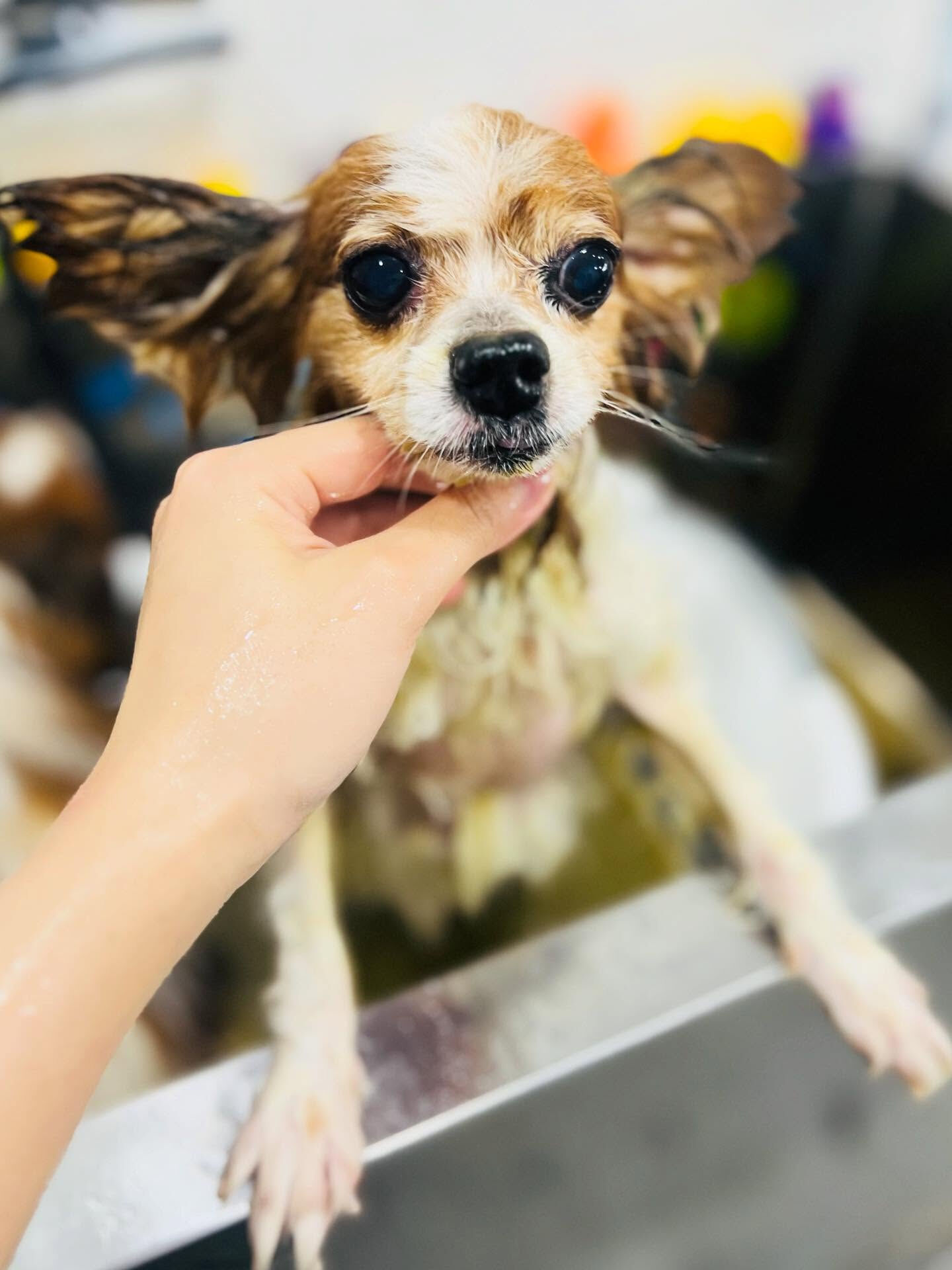 ご来店いただいたシャイくんです🐶✨