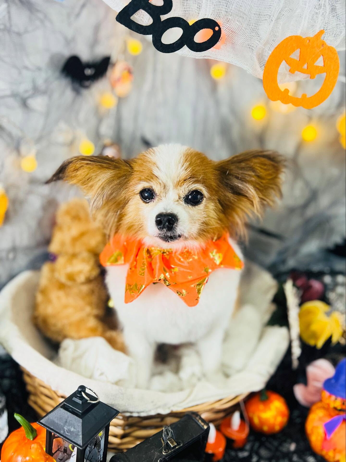 ご来店いただいたシャイくんです🐶✨