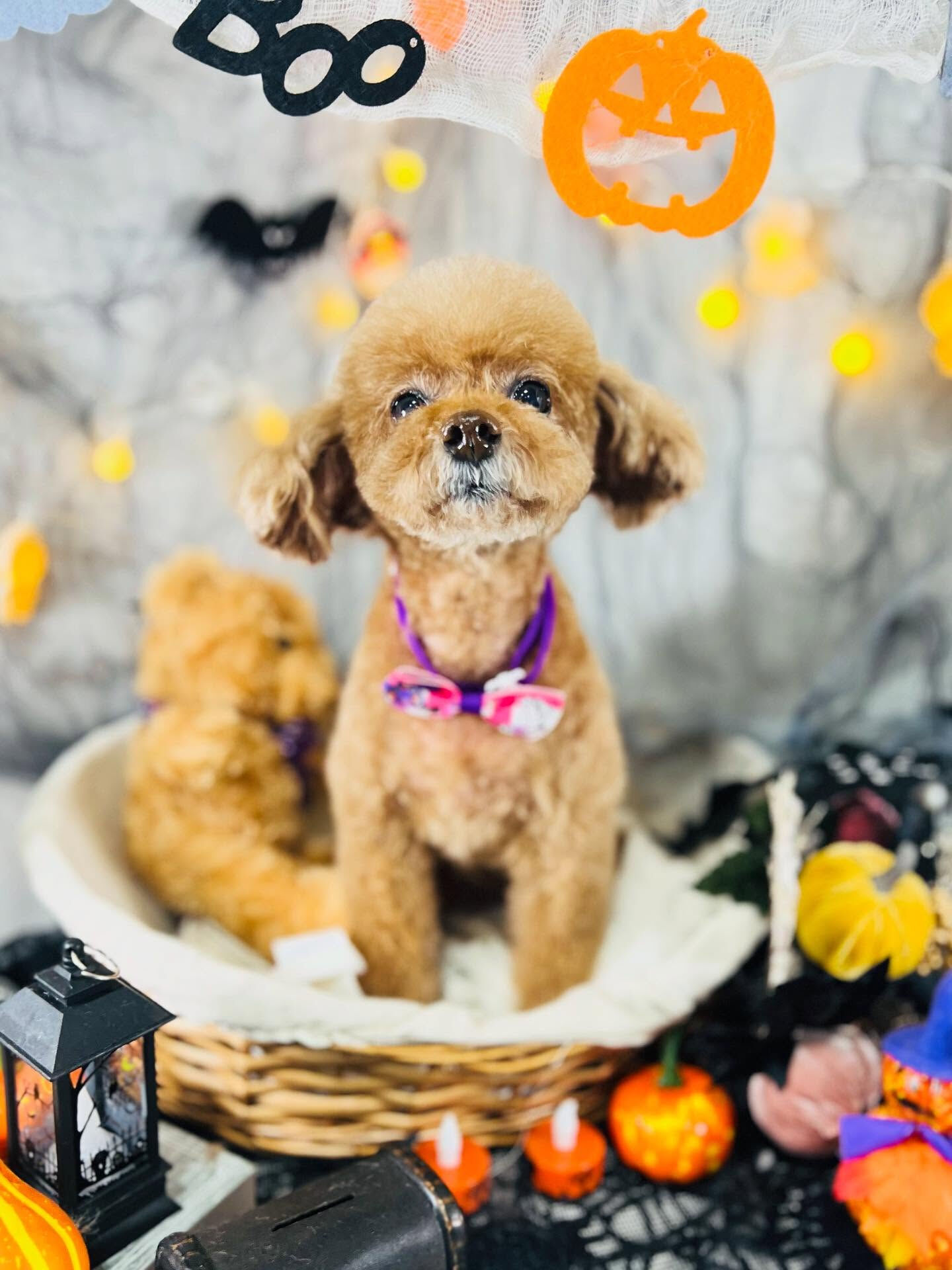 ご来店いただいたちこちゃんです🐶✨