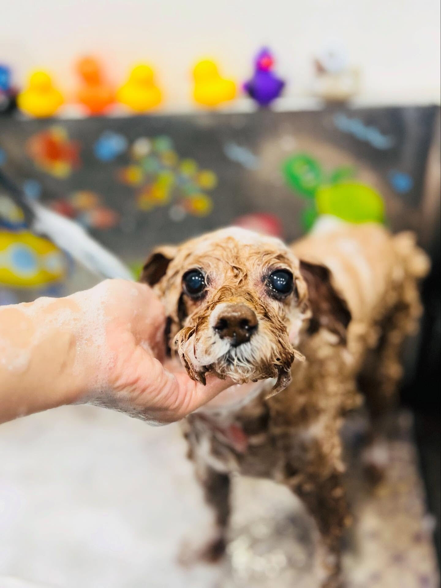 ご来店いただいたちこちゃんです🐶✨