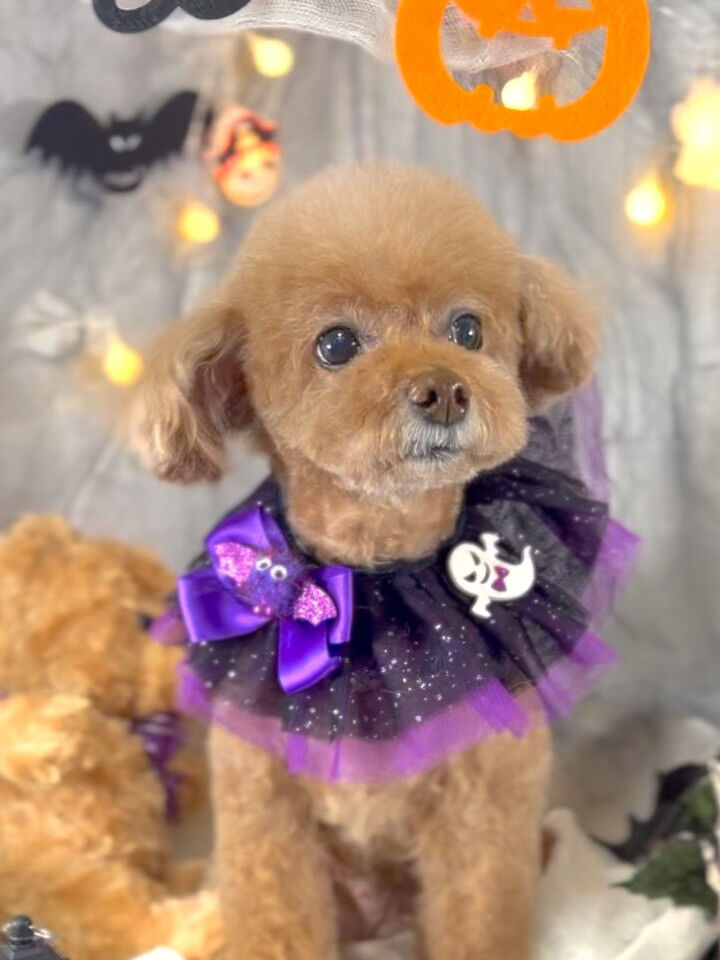 ご来店いただいたちこちゃんです🐶✨