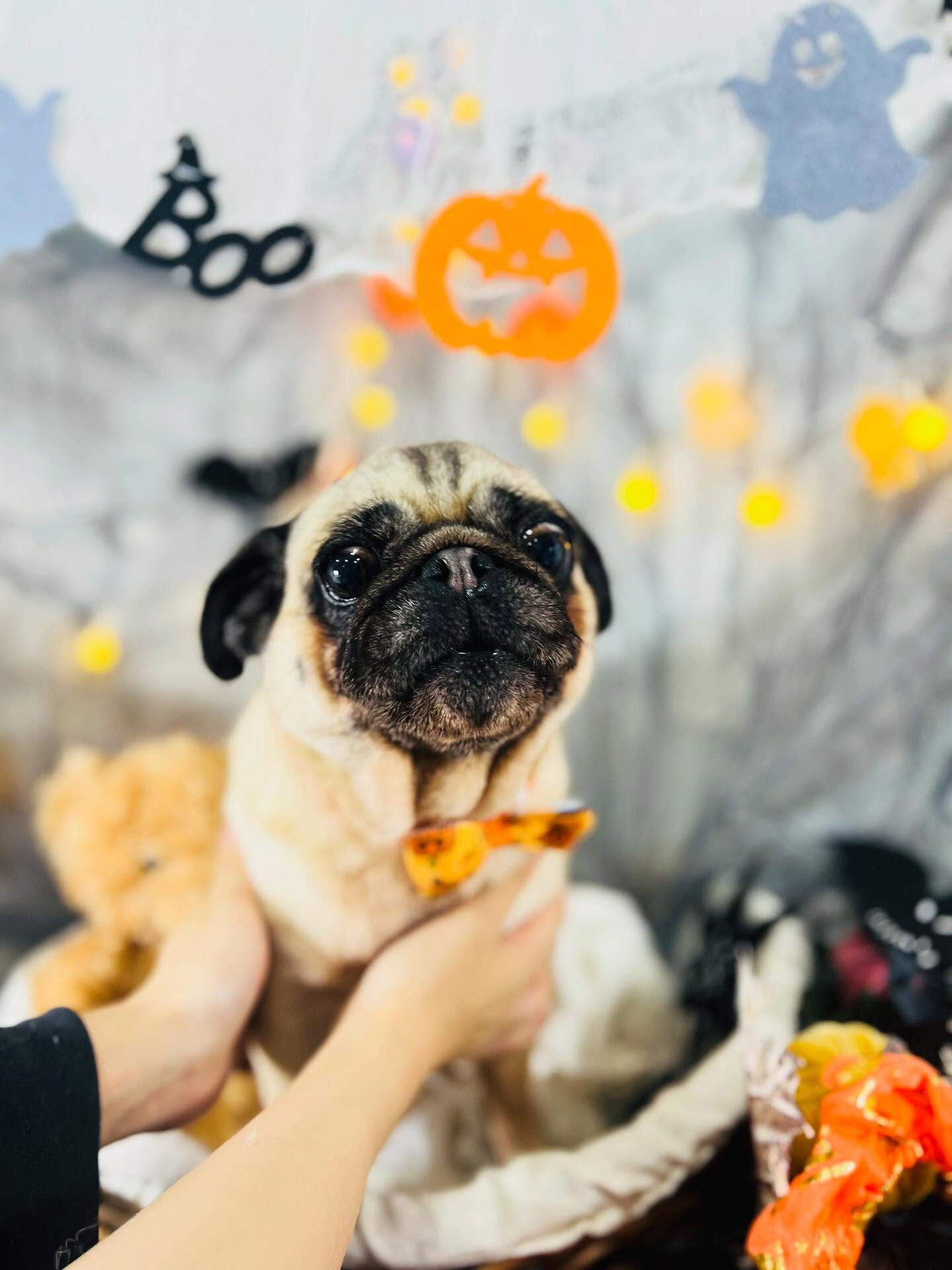 ご来店いただいたパグミちゃんです🐶✨