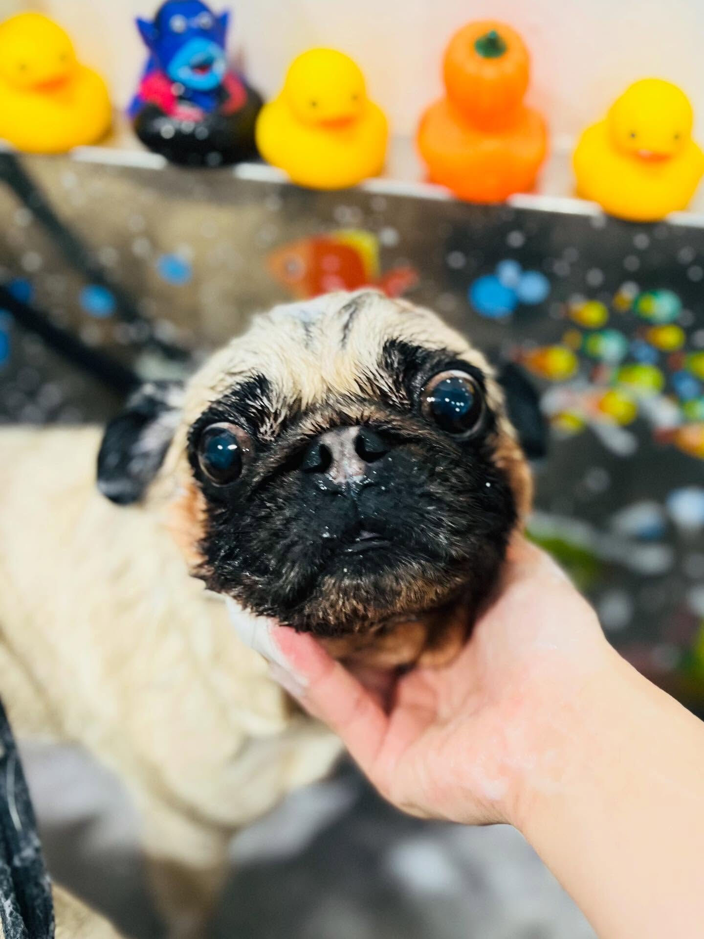 ご来店いただいたパグミちゃんです🐶✨