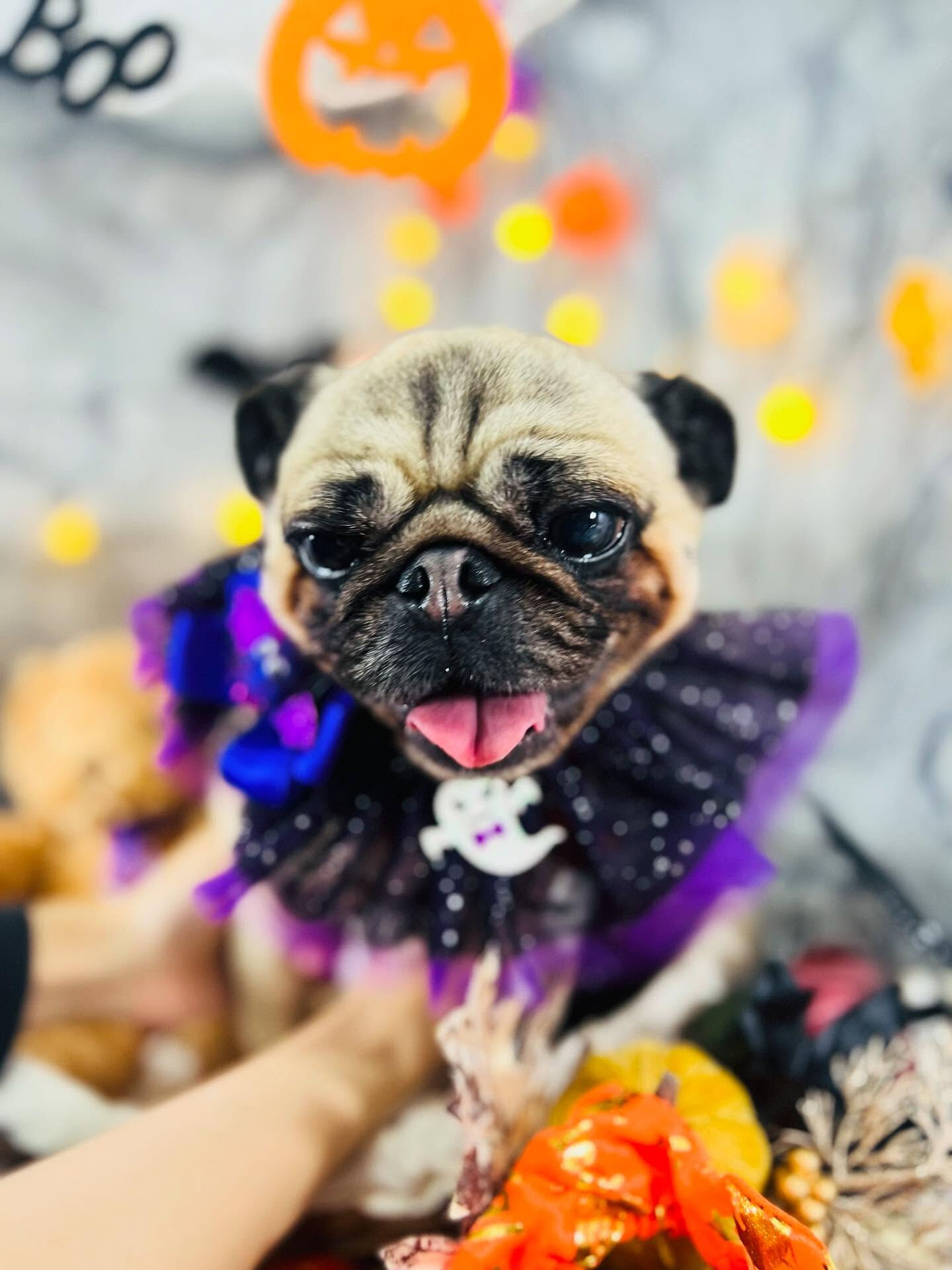 ご来店いただいたパグミちゃんです🐶✨