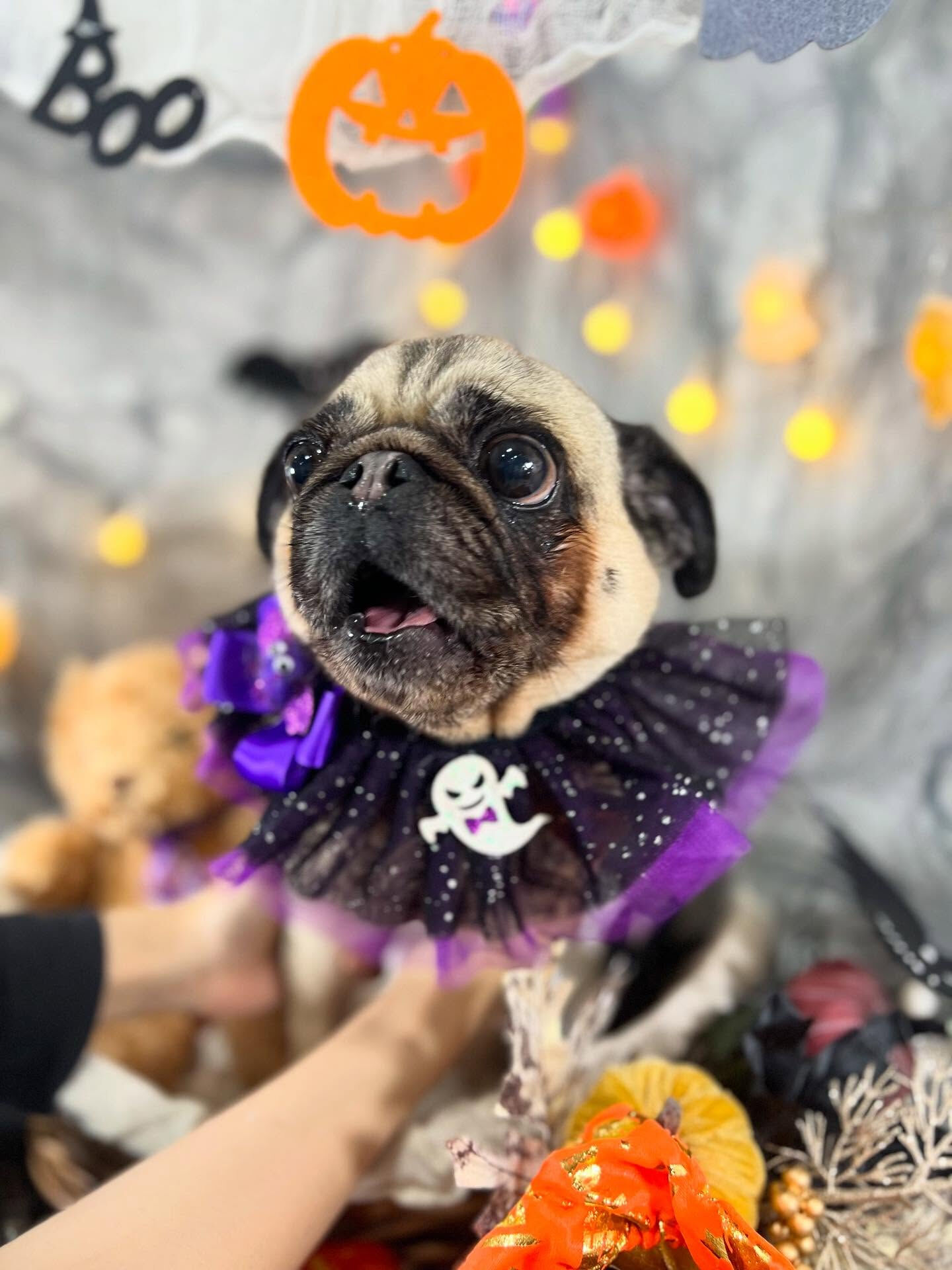 ご来店いただいたパグミちゃんです🐶✨