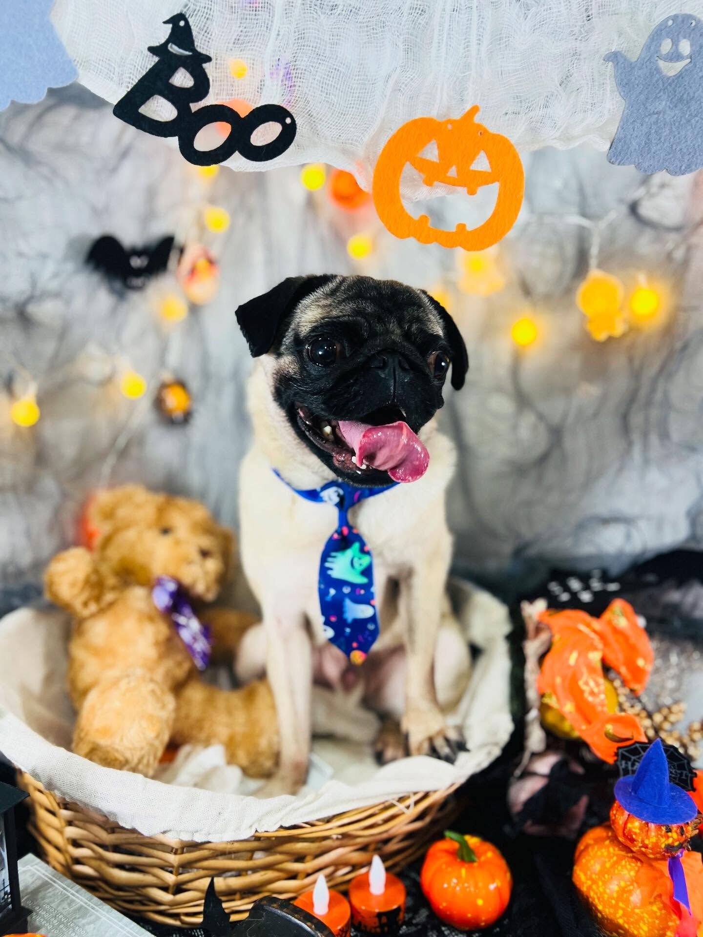 ご来店いただいたパグトくんです🐶✨