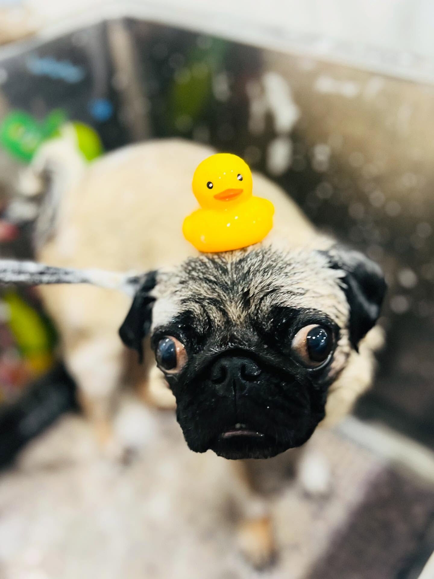 ご来店いただいたパグトくんです🐶✨