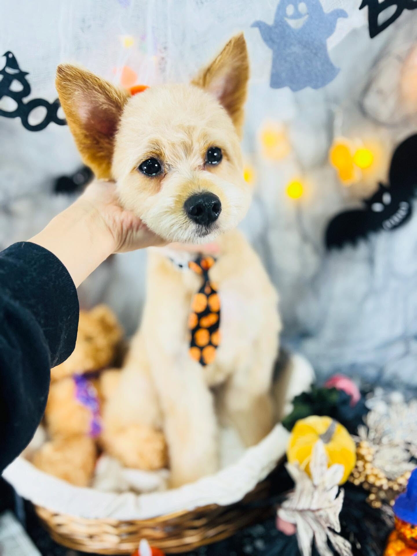ご来店いただいたあきくんです🐶✨