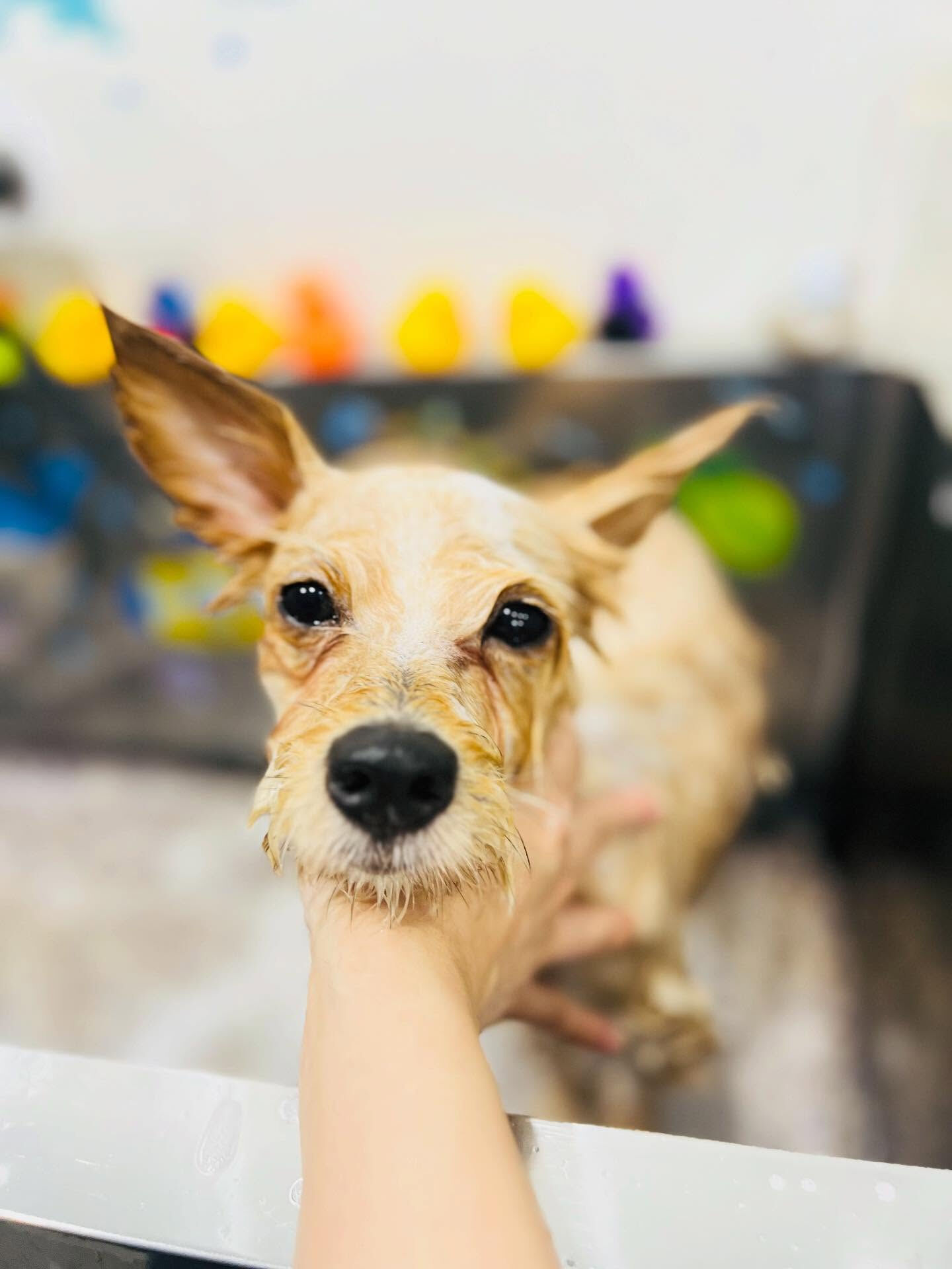 ご来店いただいたあきくんです🐶✨